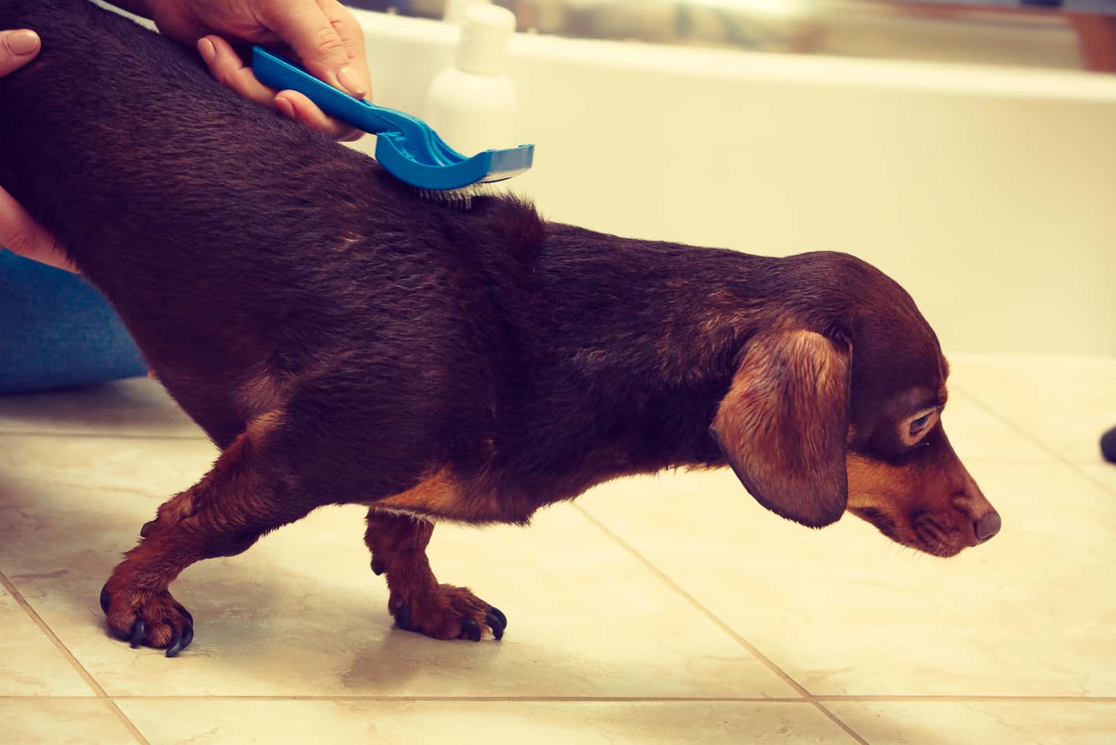 mujer peina dachshund
