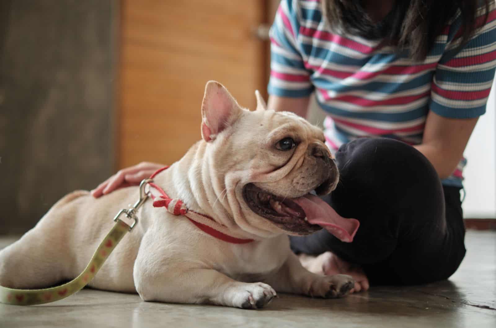 mujer abrazando un bulldog francés acostado en el suelo
