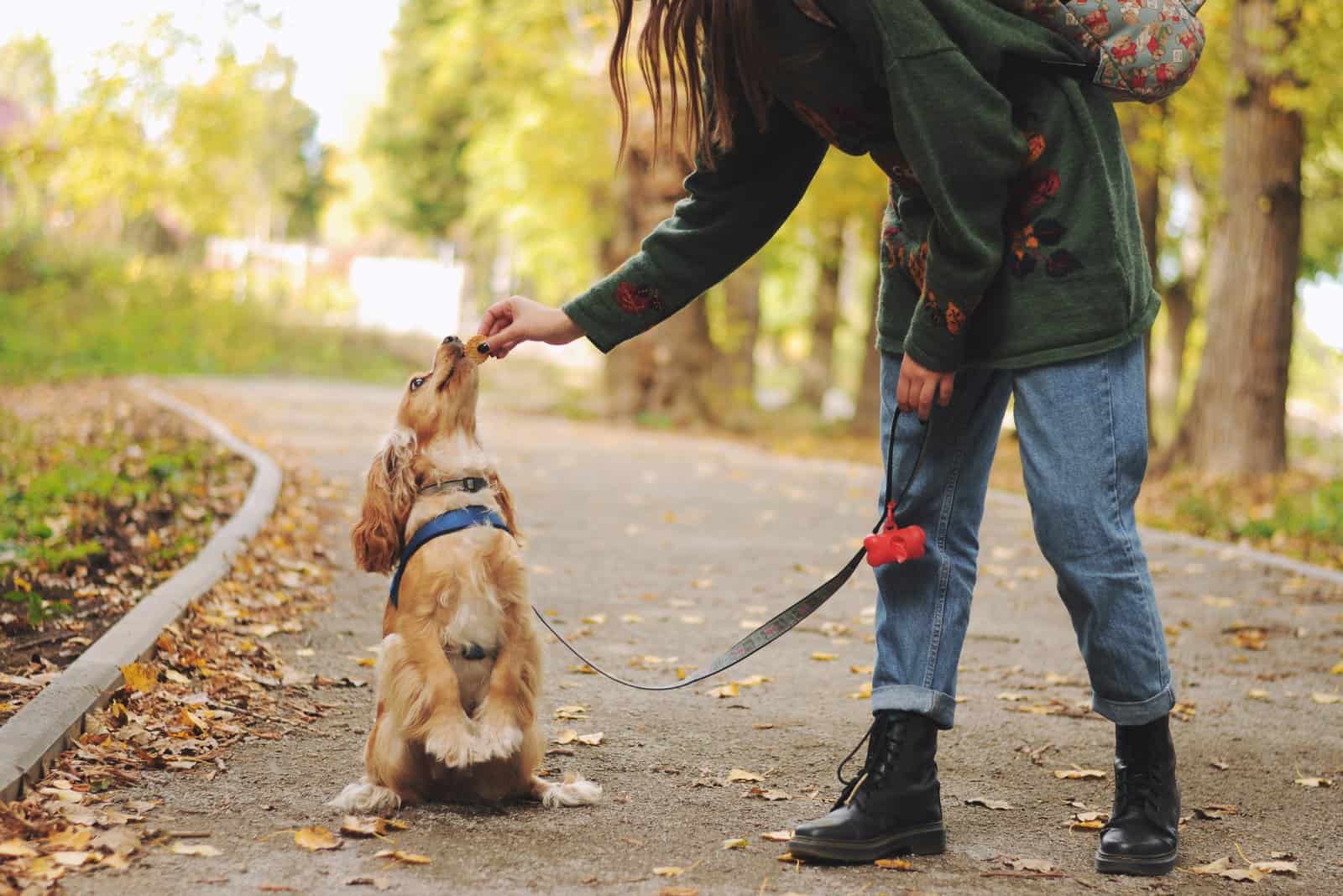 Mujer dando un bocadillo a un Cocker Spaniel