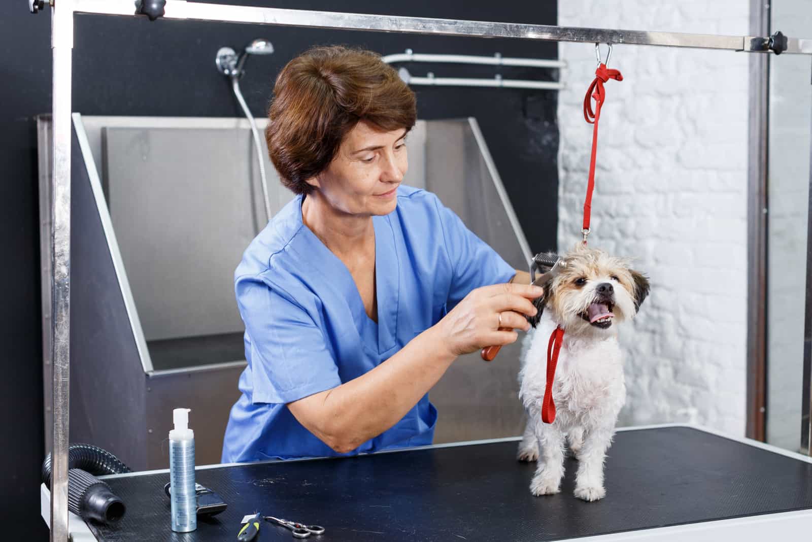 mujer acicalando lindo perro Havanese en salón profesional para mascotas