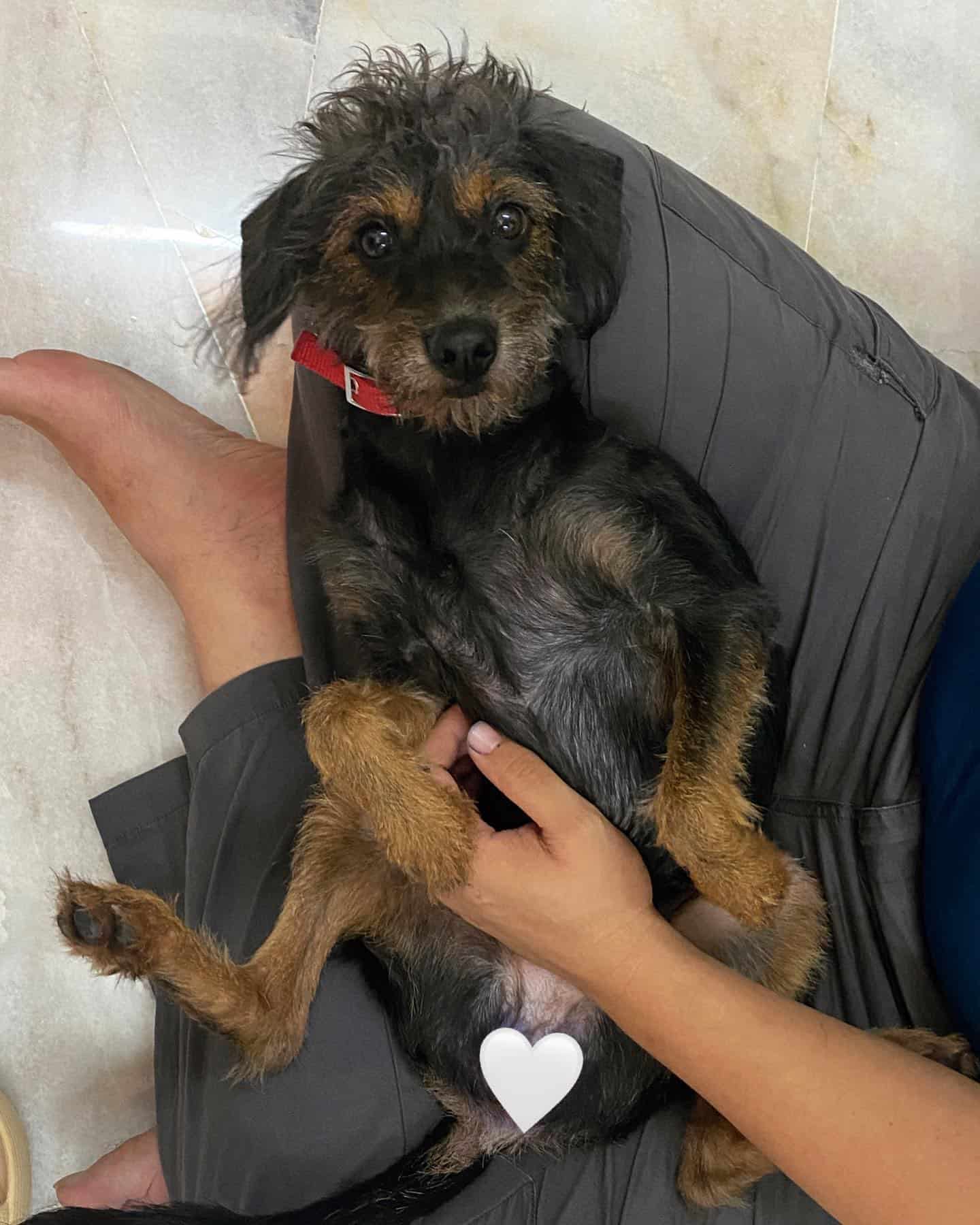mujer sosteniendo cachorro de cruce Rottweiler Poodle