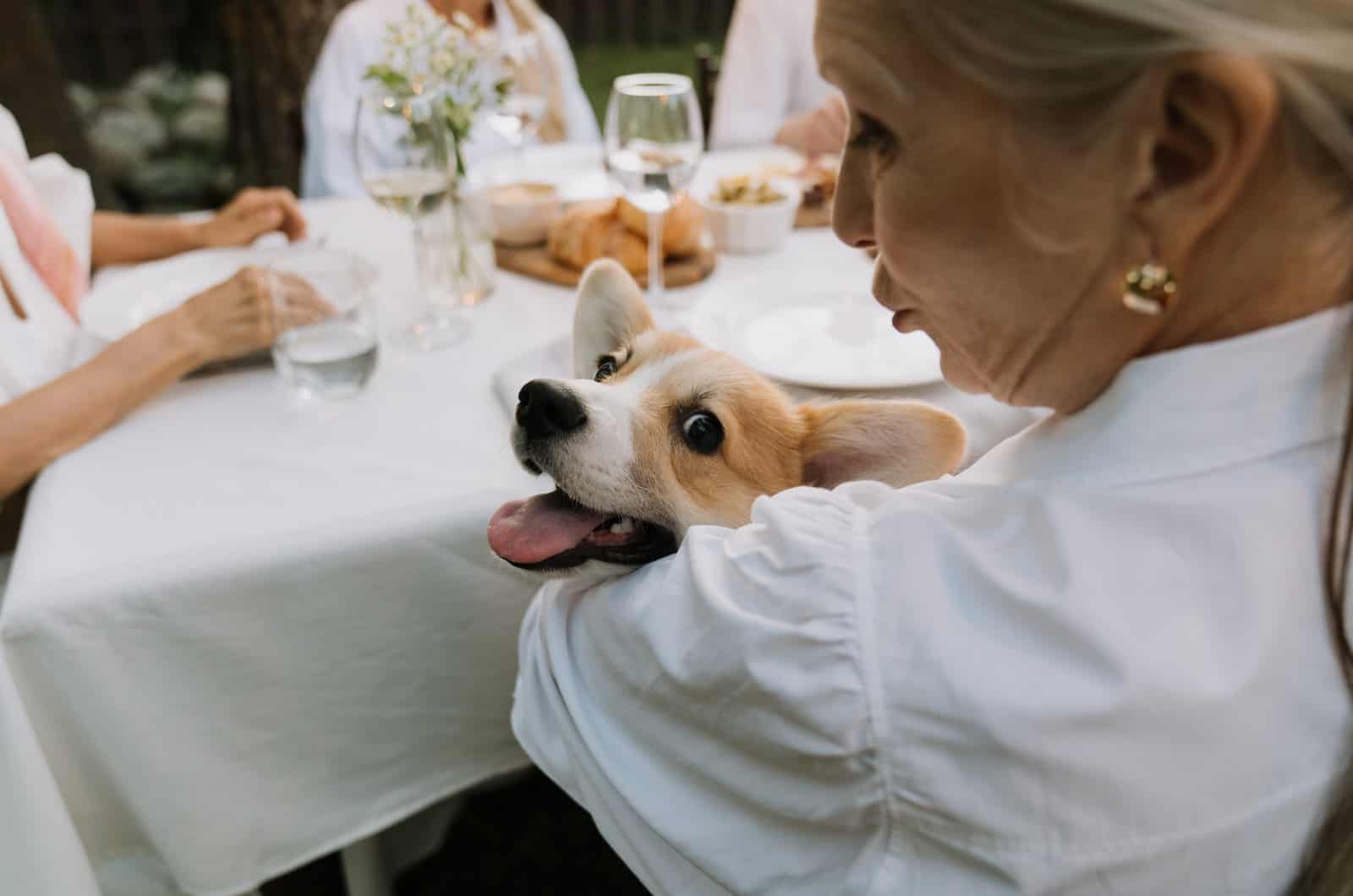 mujer sosteniendo un corgi en la mesa de comedor