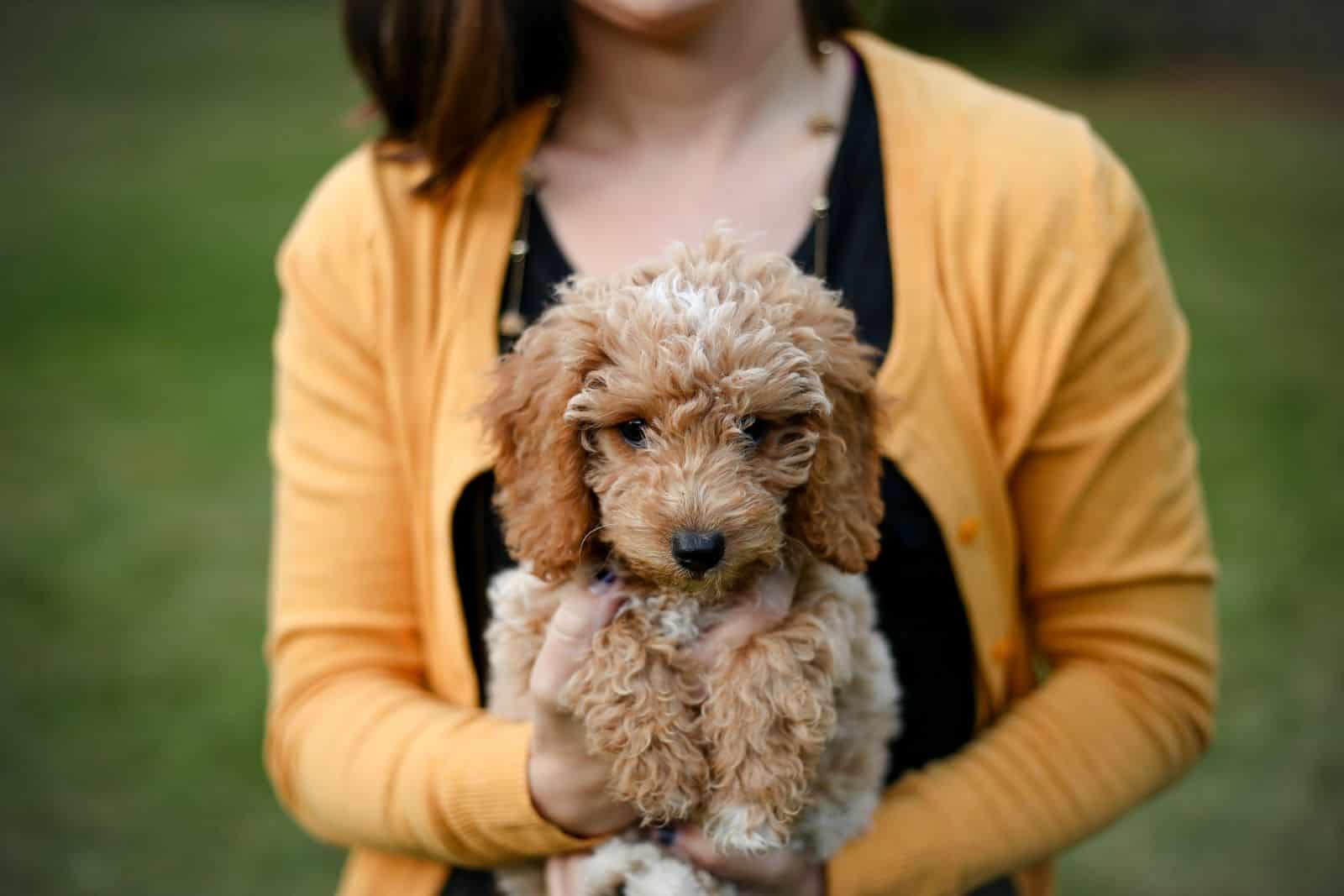 mujer sosteniendo a un cachorro goldendoodle