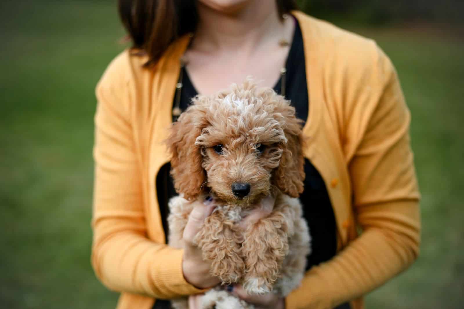 mujer sosteniendo un goldendoodle