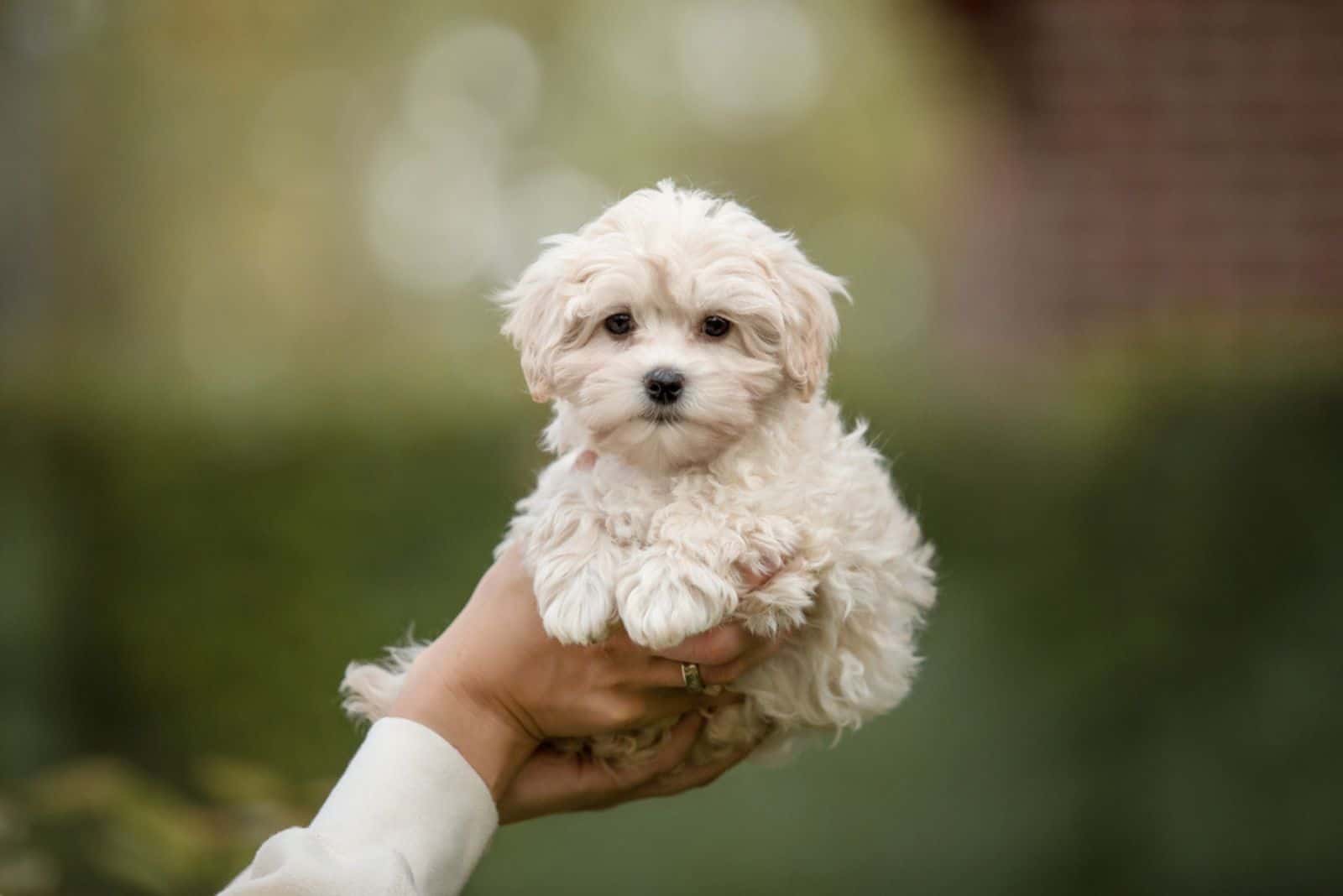 mujer sosteniendo cachorro de maltipoo en la mano