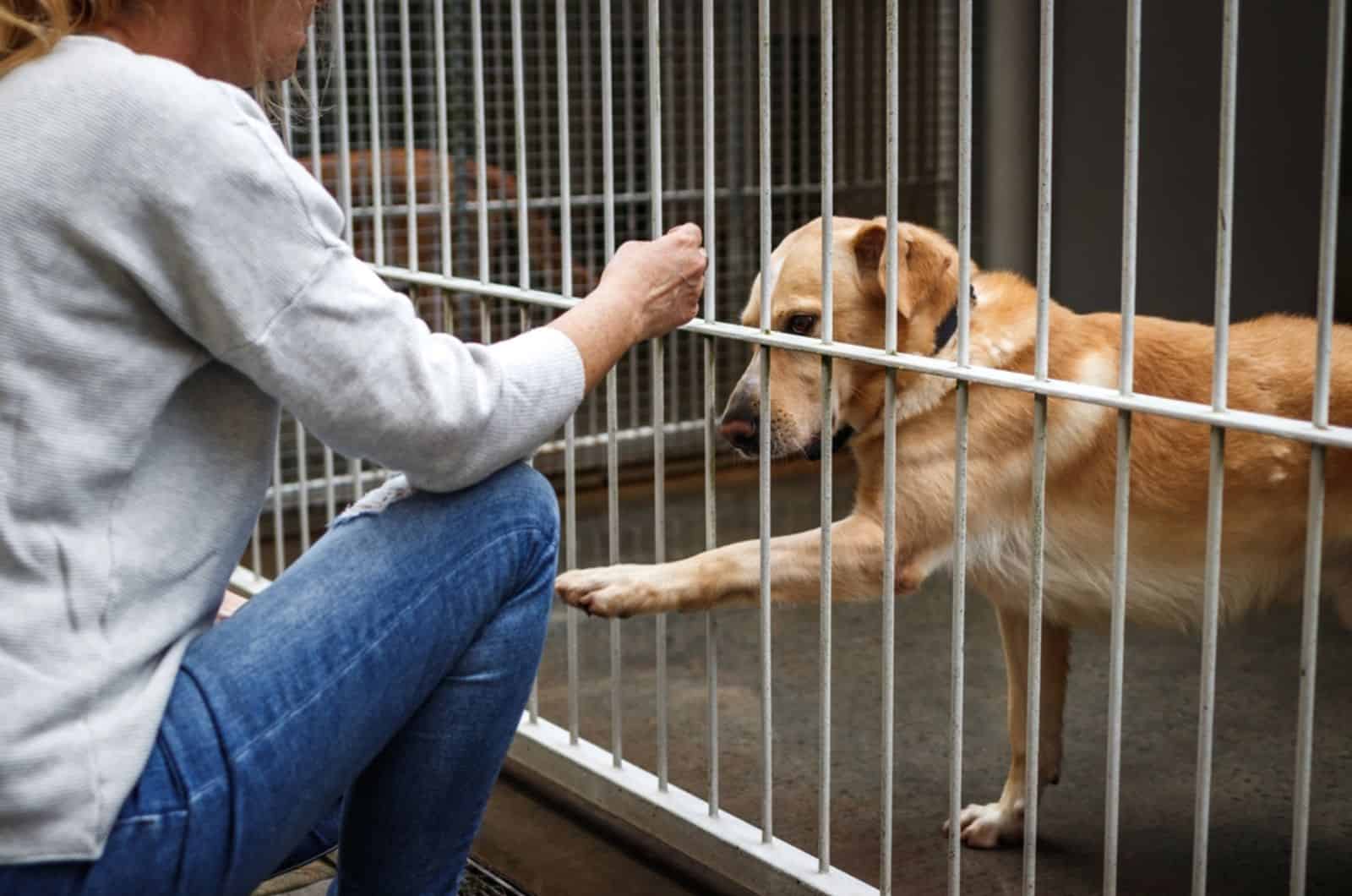 mujer mirando a un perro en un refugio en una jaula
