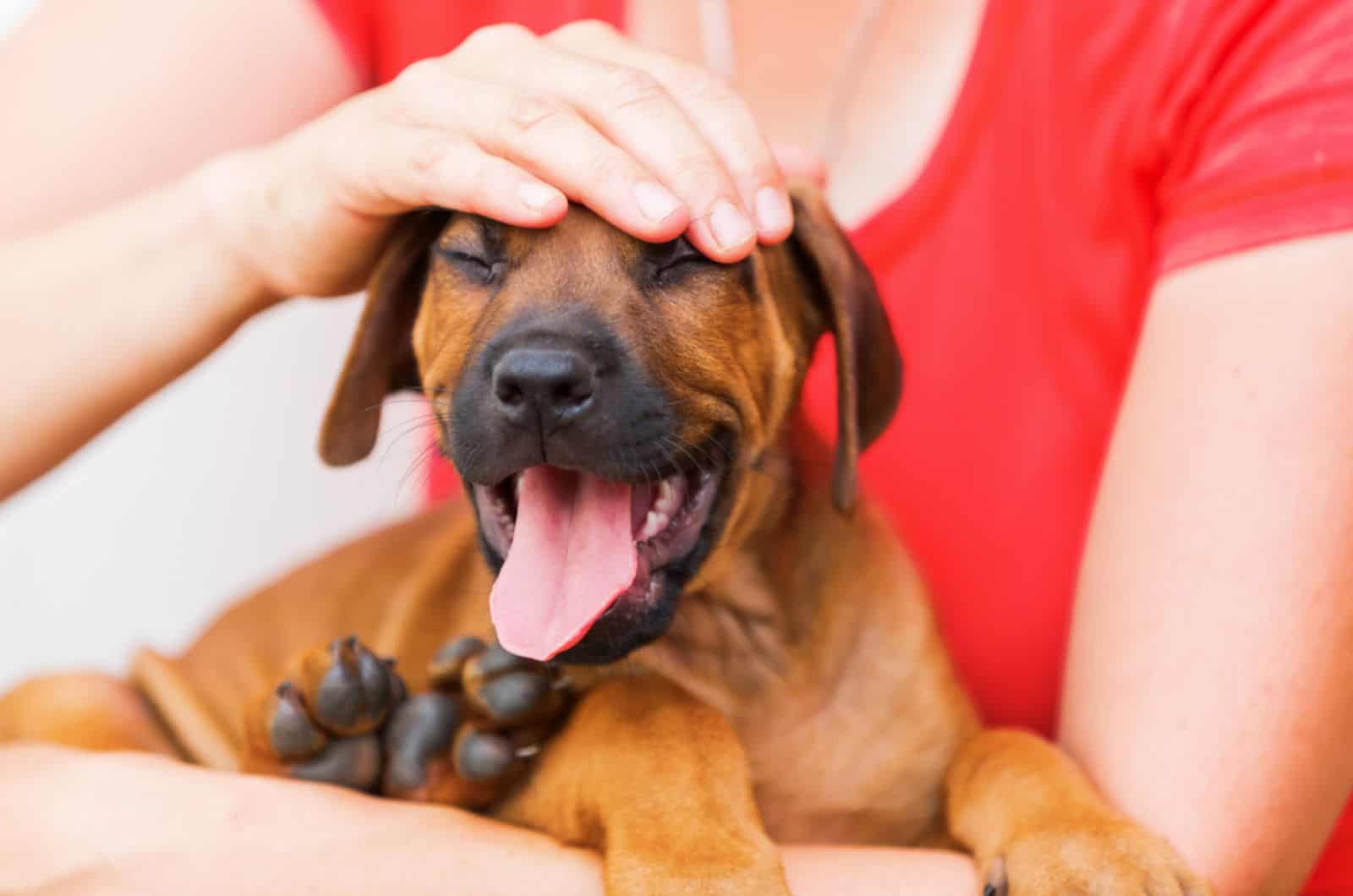 mujer acaricia a cachorro sentado en sus brazos