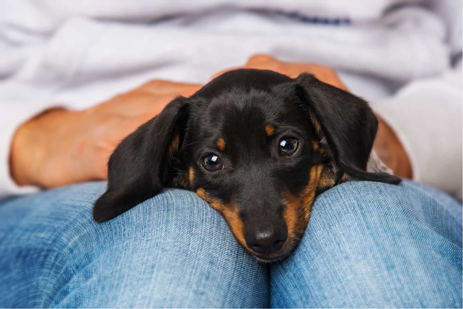 mujer acariciando su dachshund