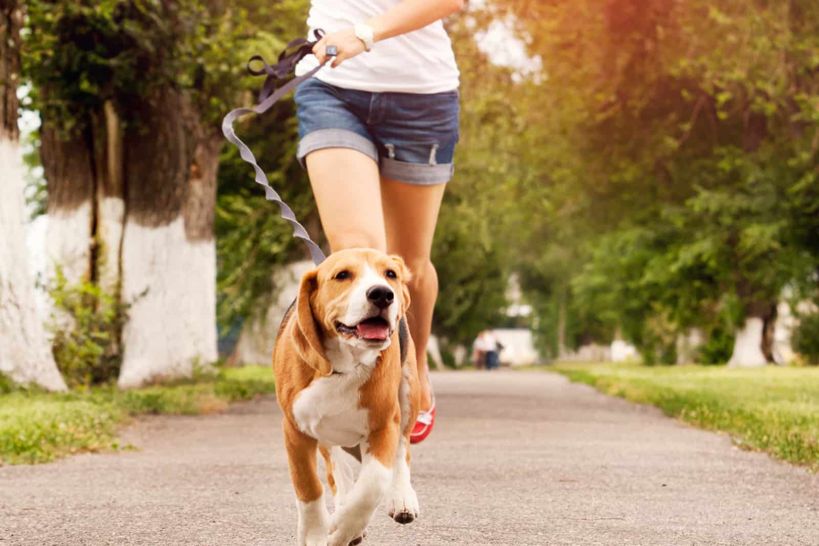 mujer corriendo con su perro beagle