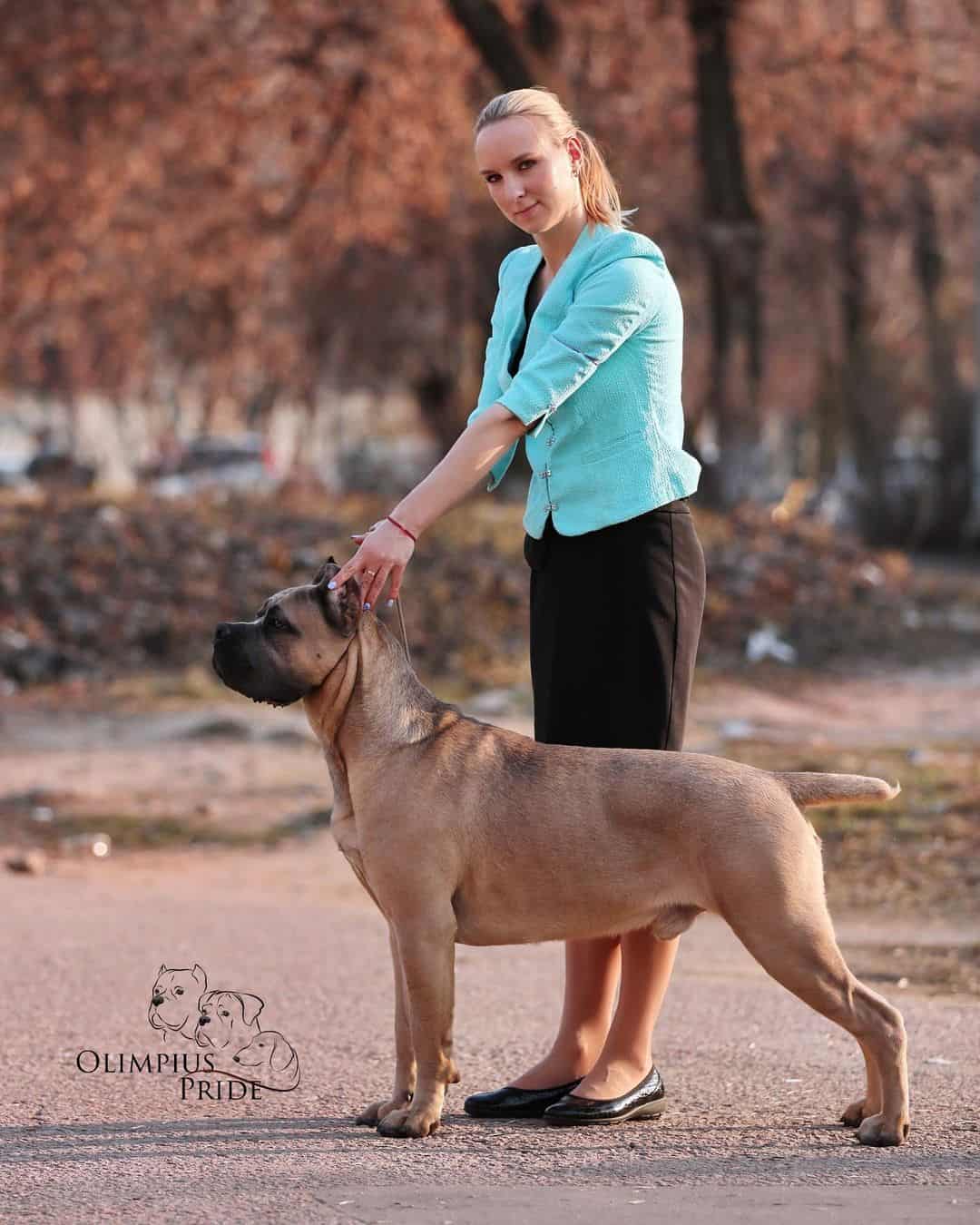 mujer de pie junto a un cane corso formentino