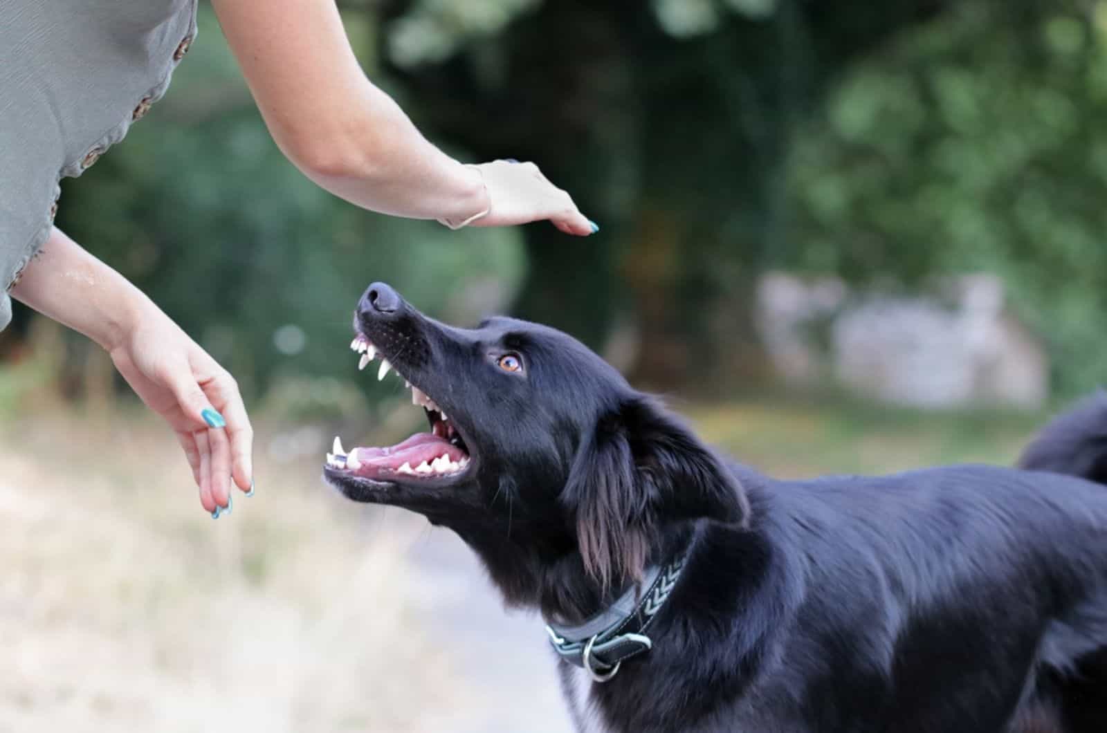 mujer entrenando a un perro agresivo en el parque