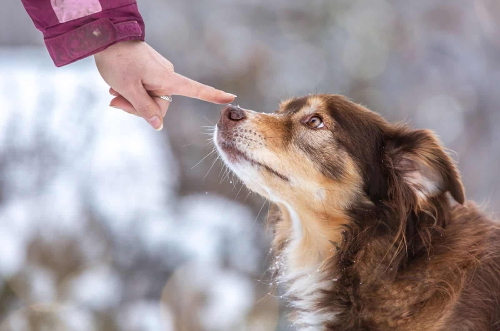 mujer entrenando a un perro de refugio al aire libre