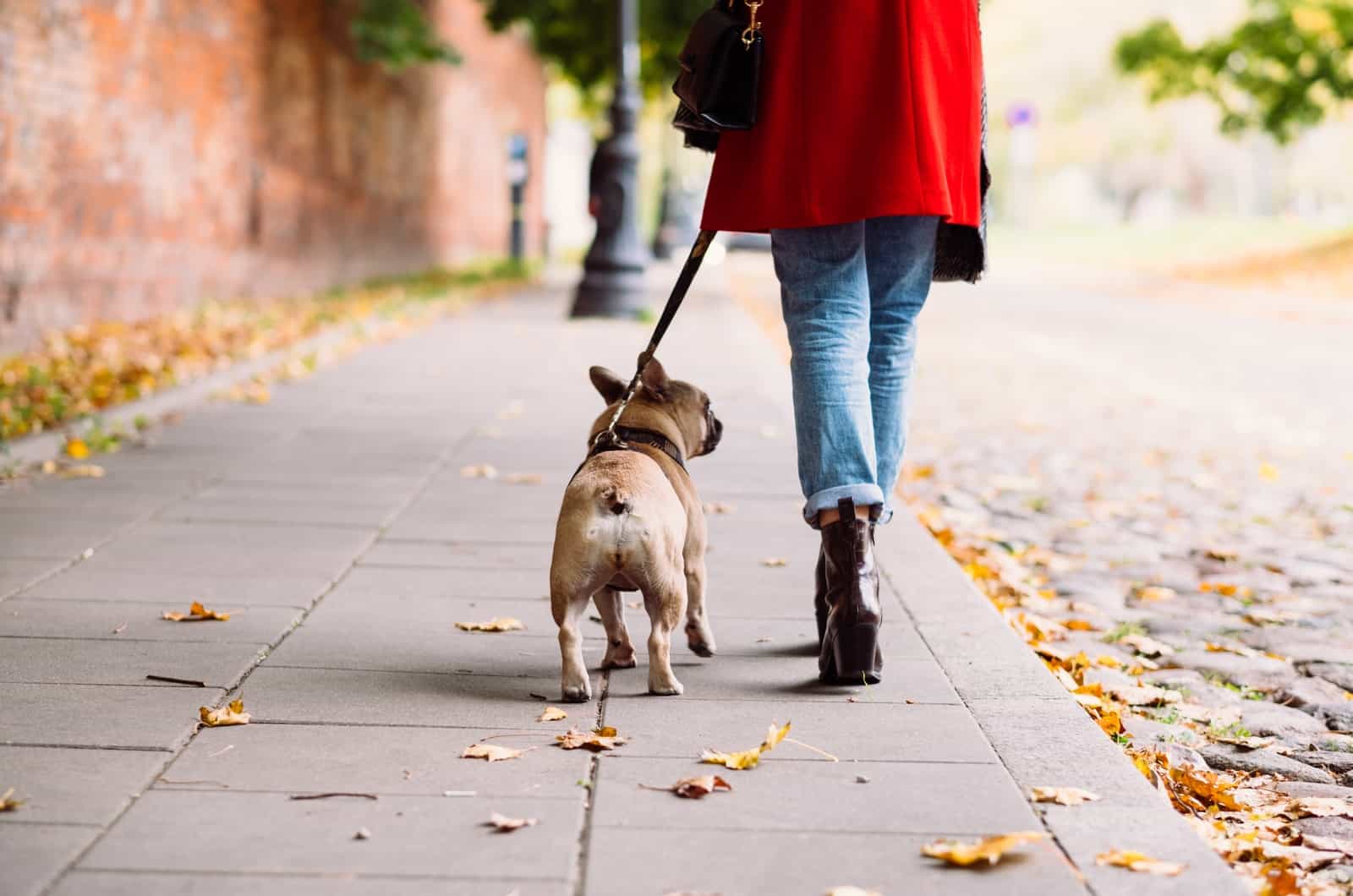 mujer paseando su bulldog francés