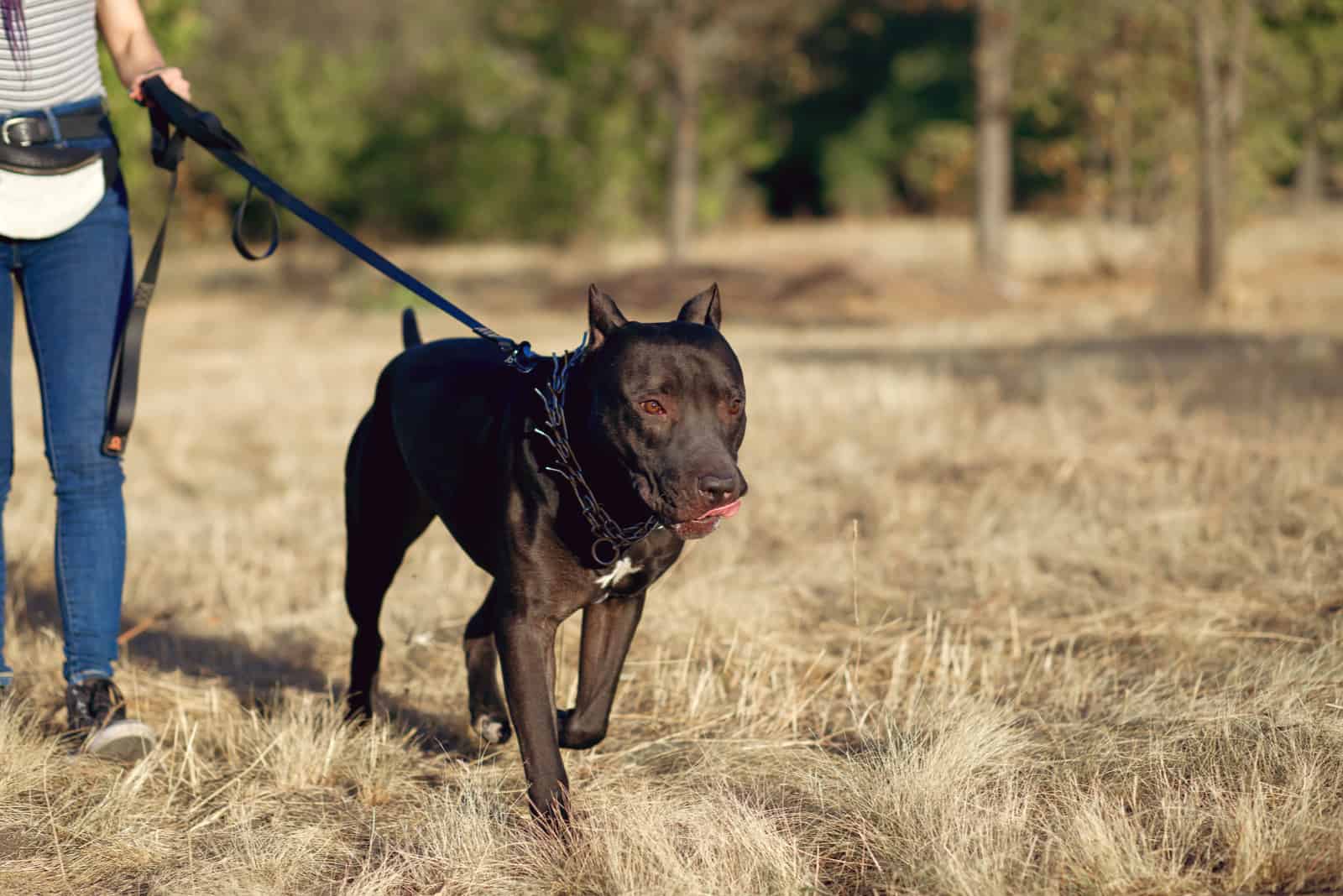 mujer paseando un gran pitbull negro con una correa en el parque