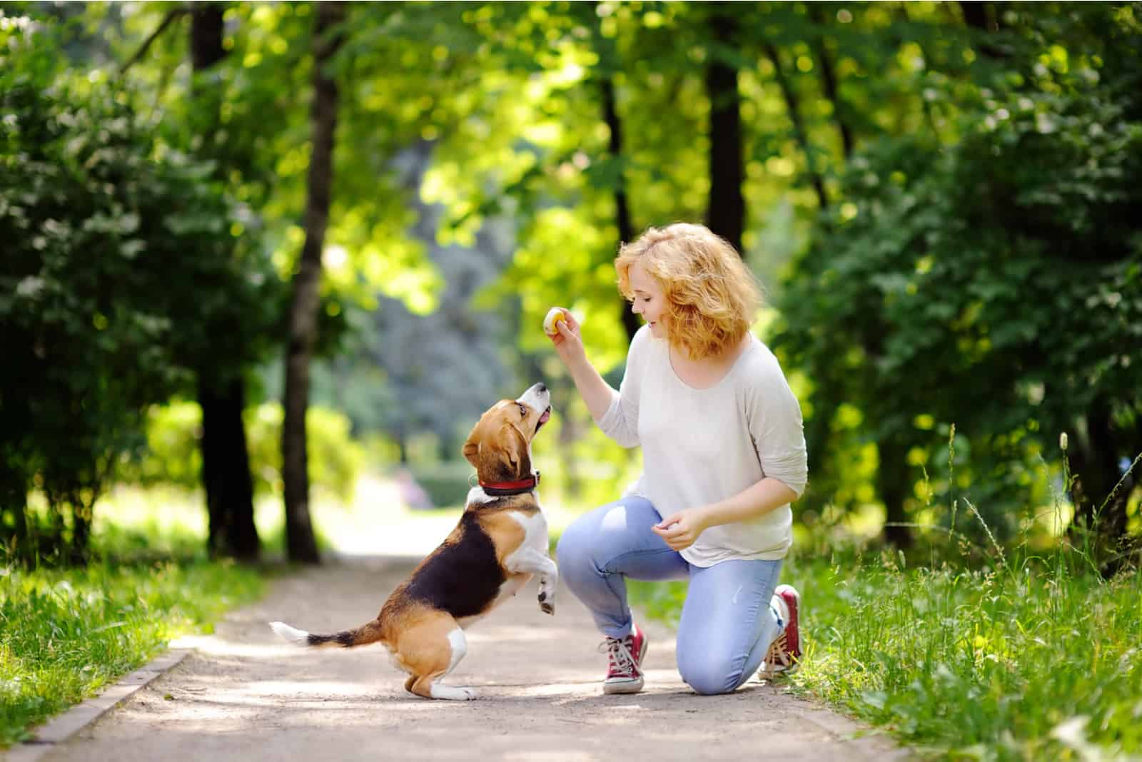 mujer con perro Beagle en el parque de verano