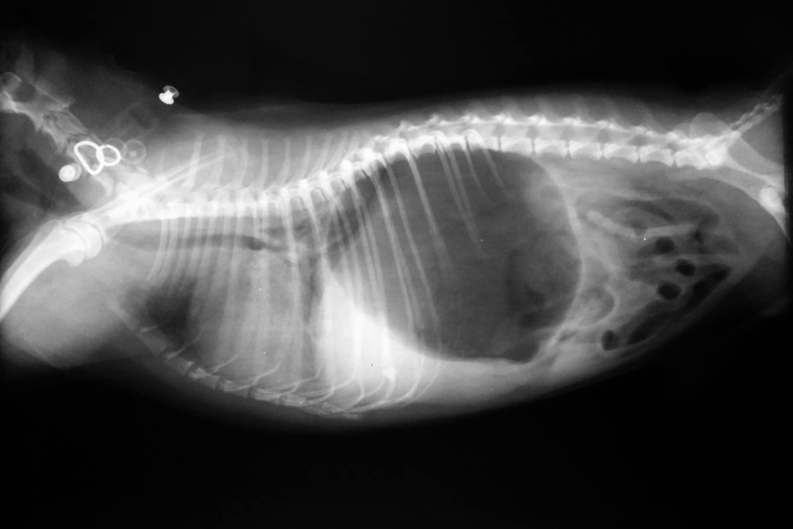 radiografía de un perro con dilatación gástrica vólvulo