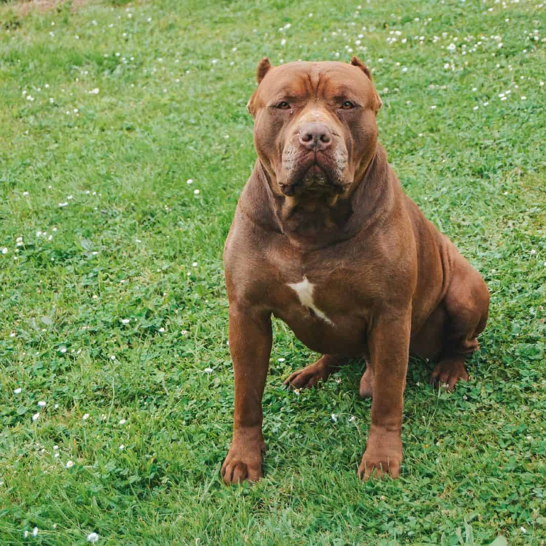 pitbull xxl