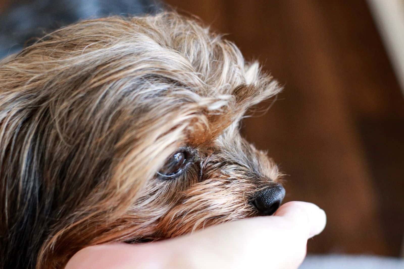 perro mezcla de yorkie apoyando su cabeza en la mano del dueño
