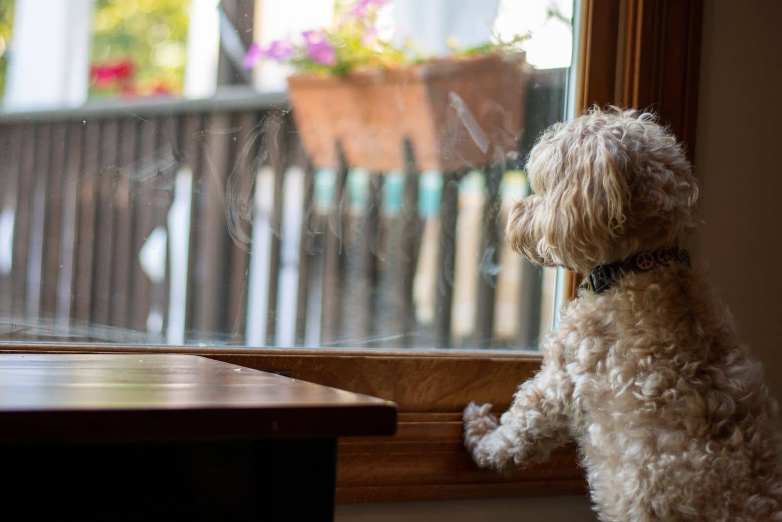 yorkie poo solo mirando por la ventana hacia afuera