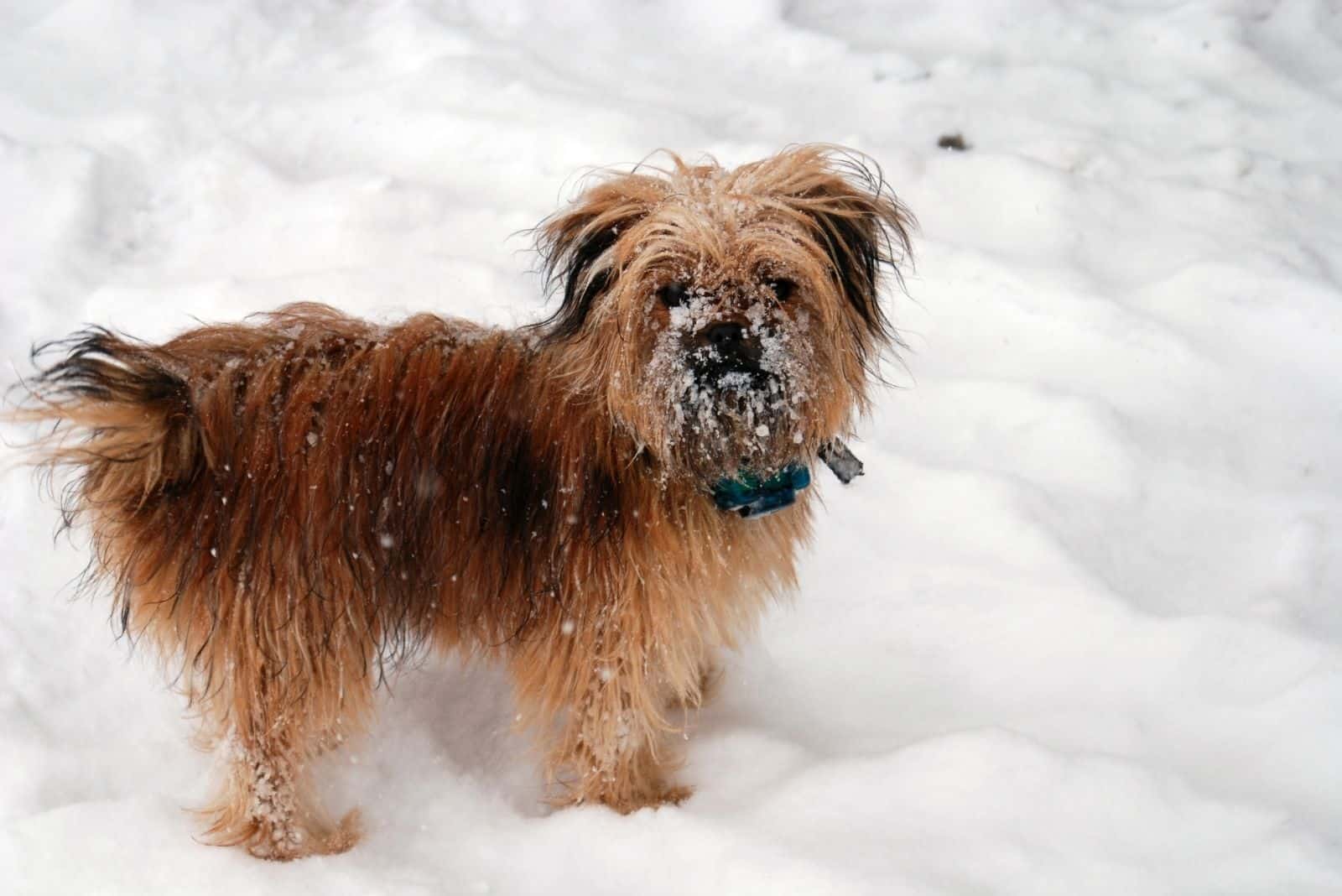Yorkie poo en la nieve de pie mirando a la cámara