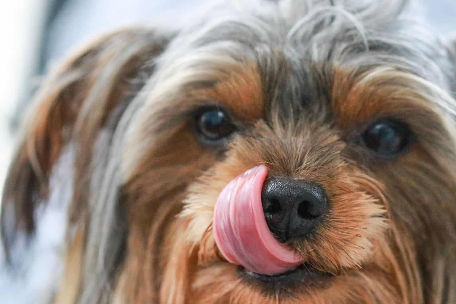 yorkie poo lamiendo su boca en primer plano