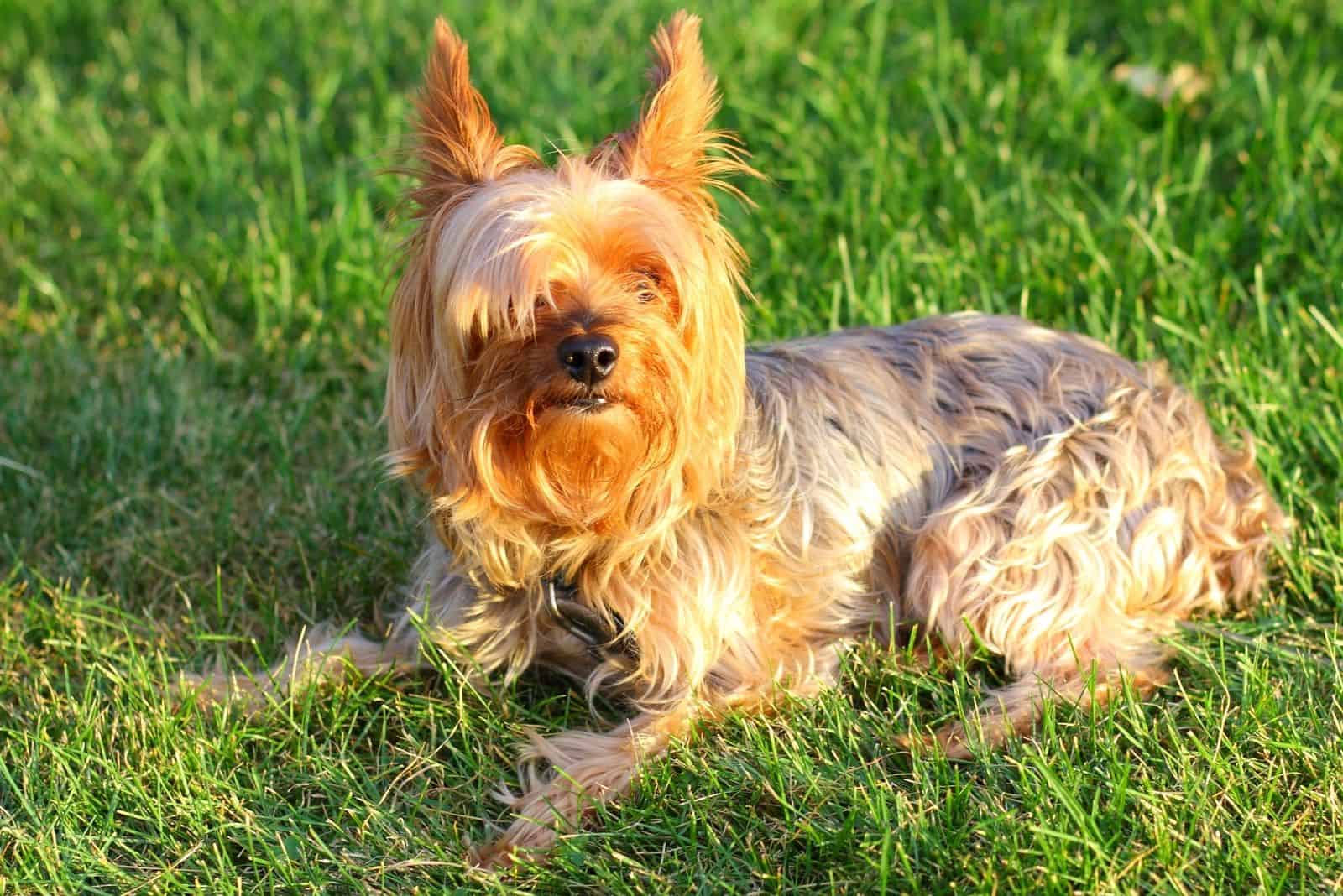 yorkie poo afuera recostado en el césped