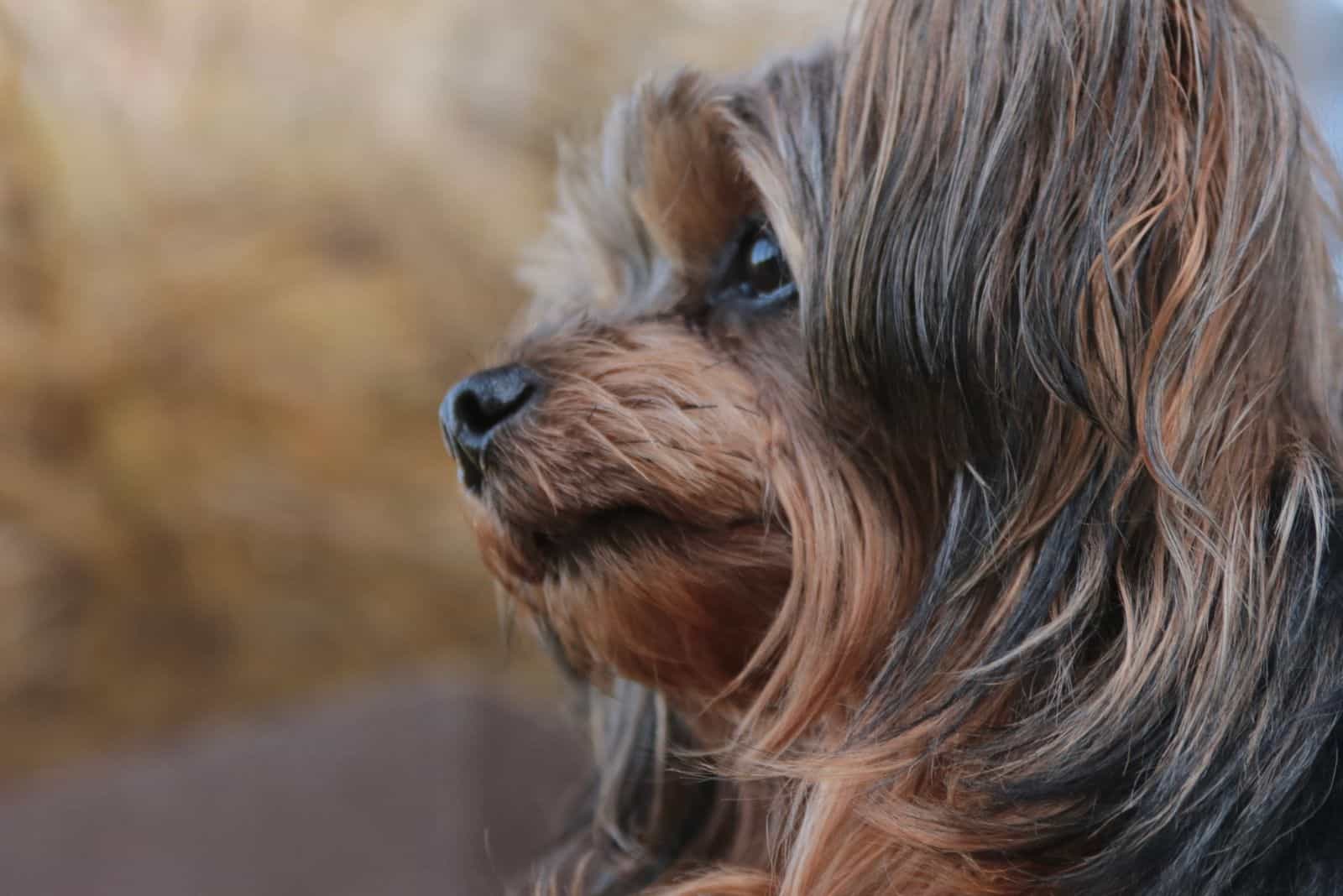 cachorro de yorkie poo en vista lateral de cerca