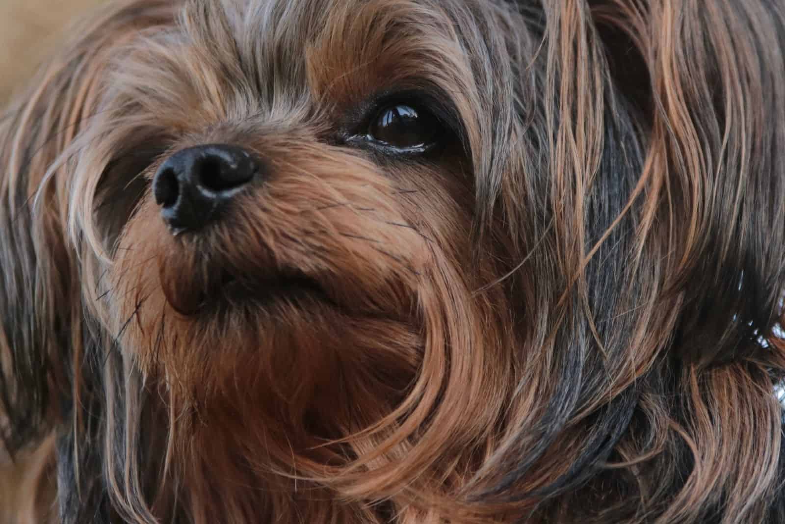 cachorro yorkie poo mirando hacia otro lado en una imagen de cerca