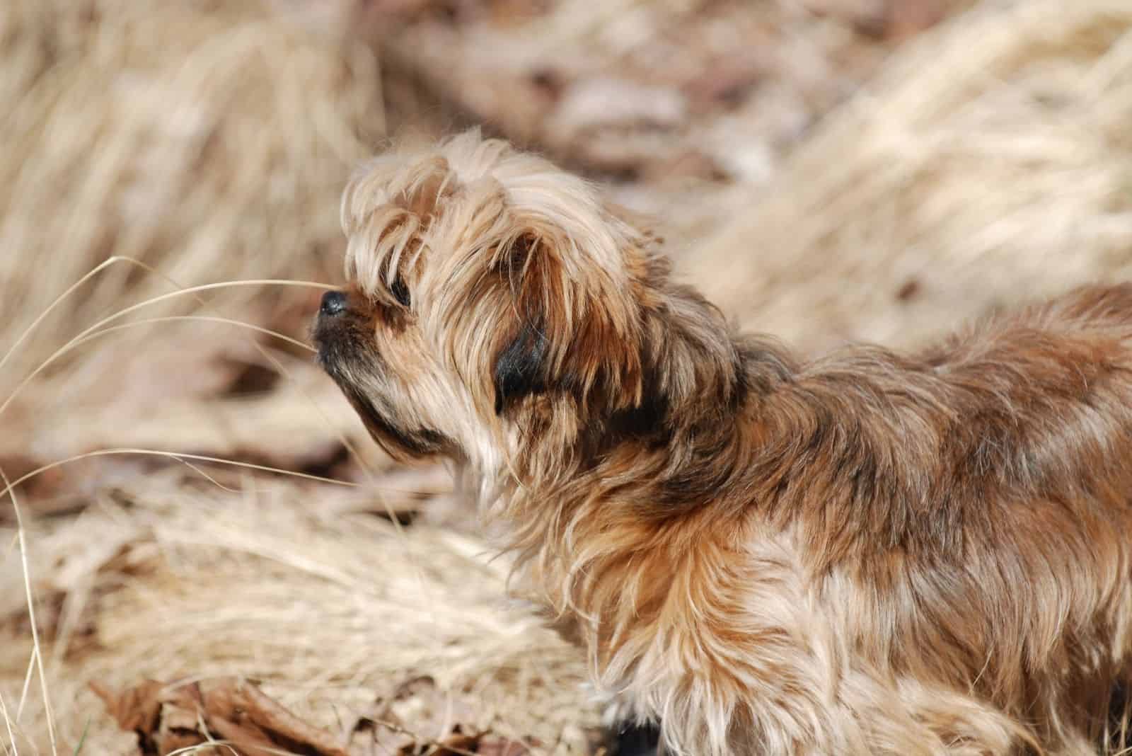yorkie poo de pie al aire libre en el pastizal seco