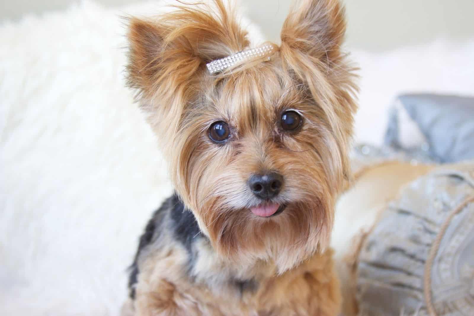 yorkie poo posando con un clip en el pelo