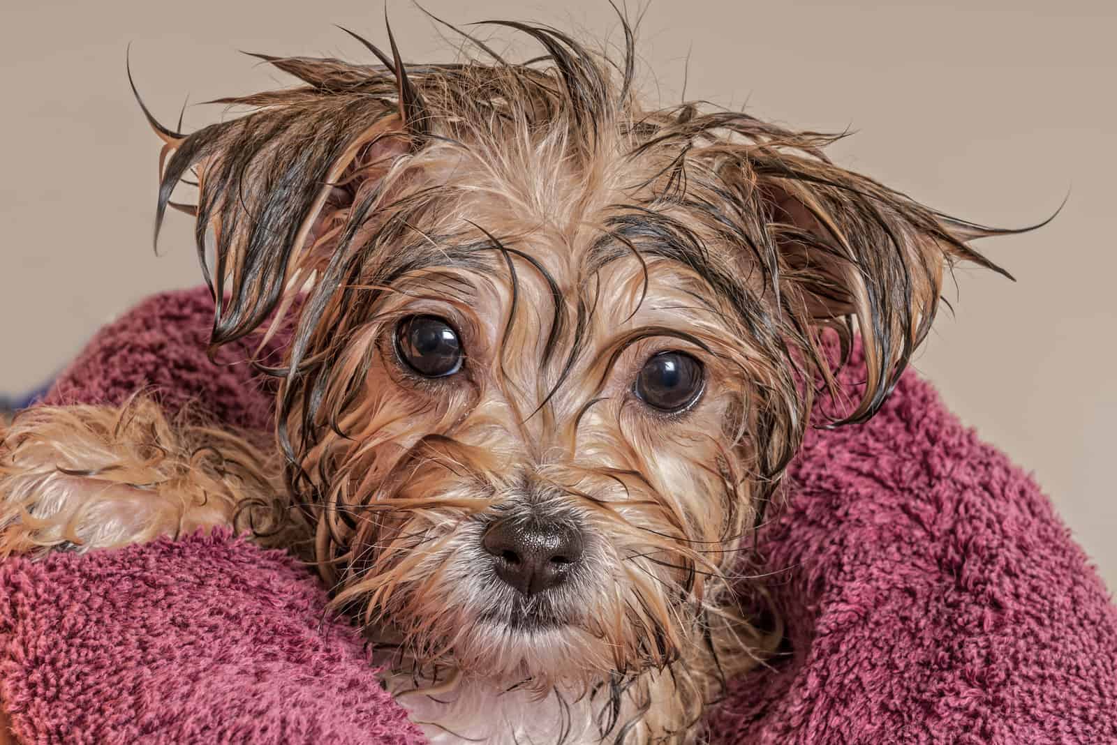 cachorro de yorkie secándose después de su baño