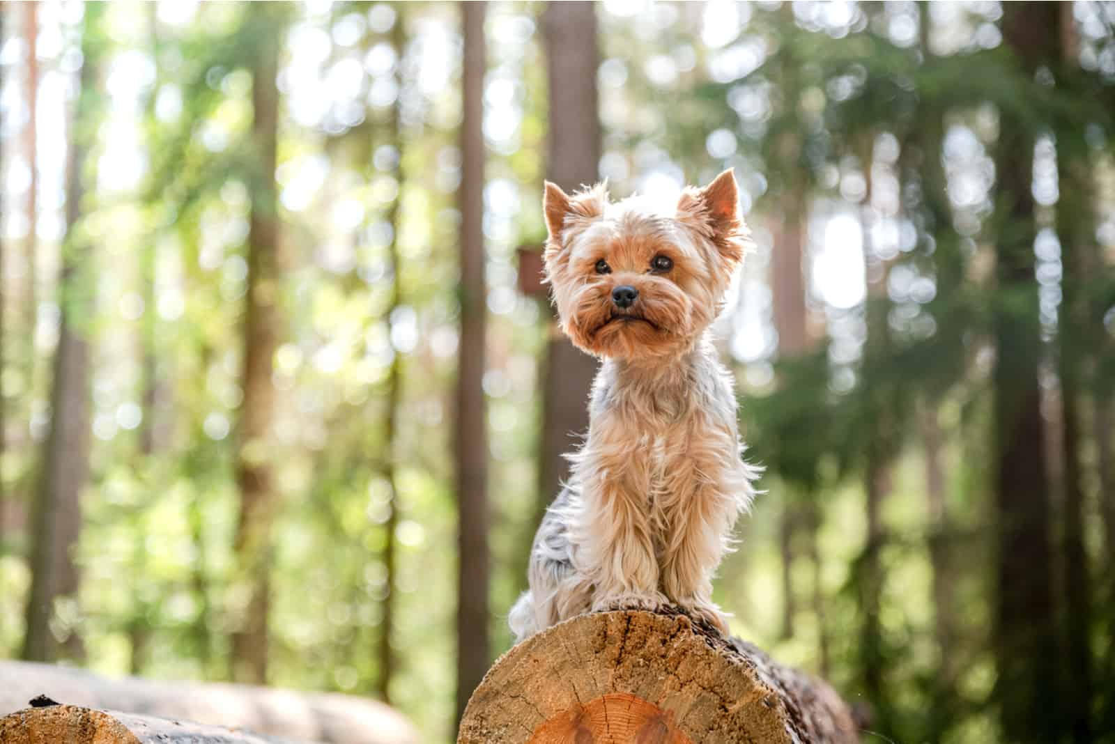 yorkie parado sobre un tronco en un bosque