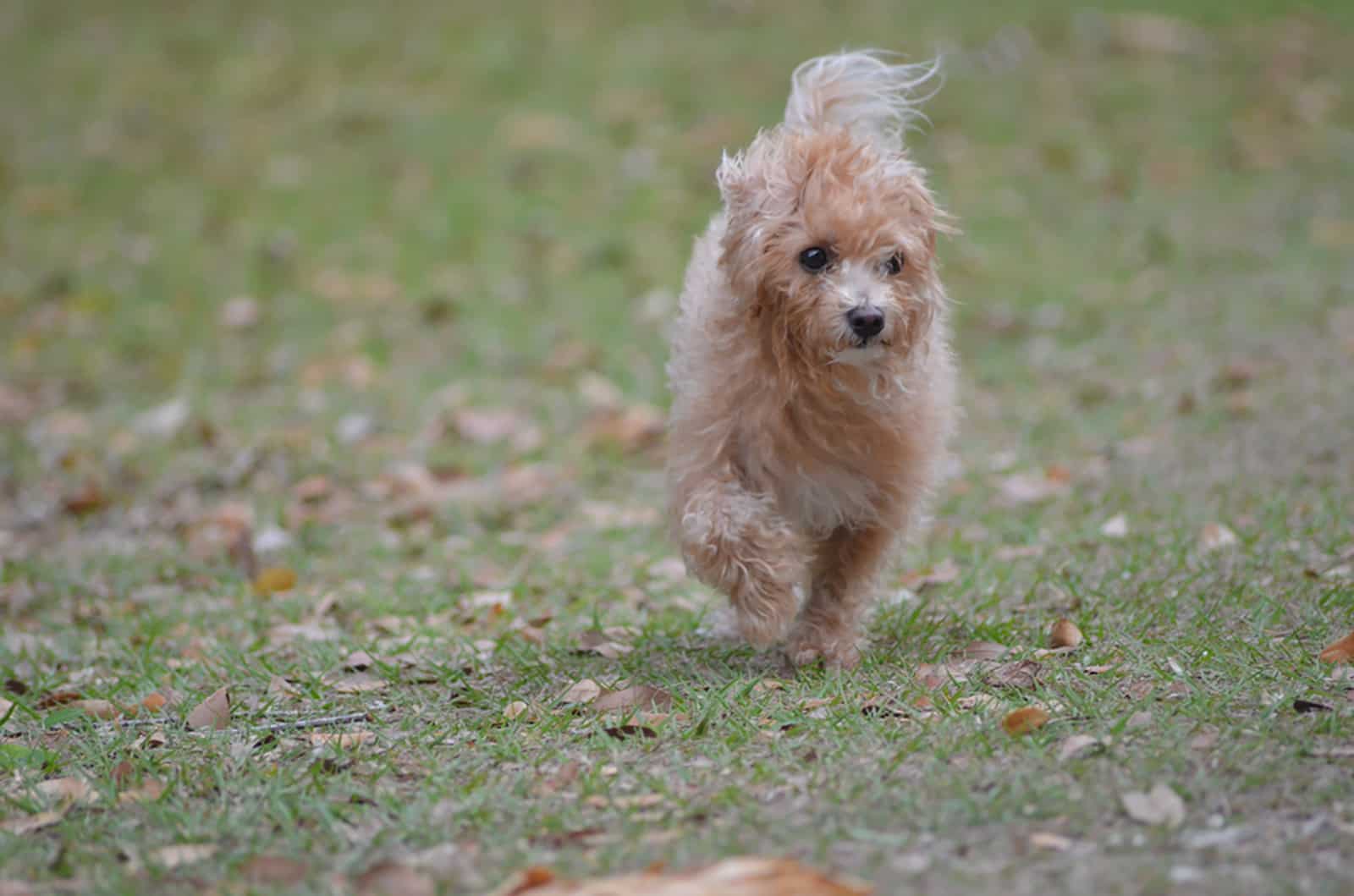 perro yorkiepoo corriendo en un prado