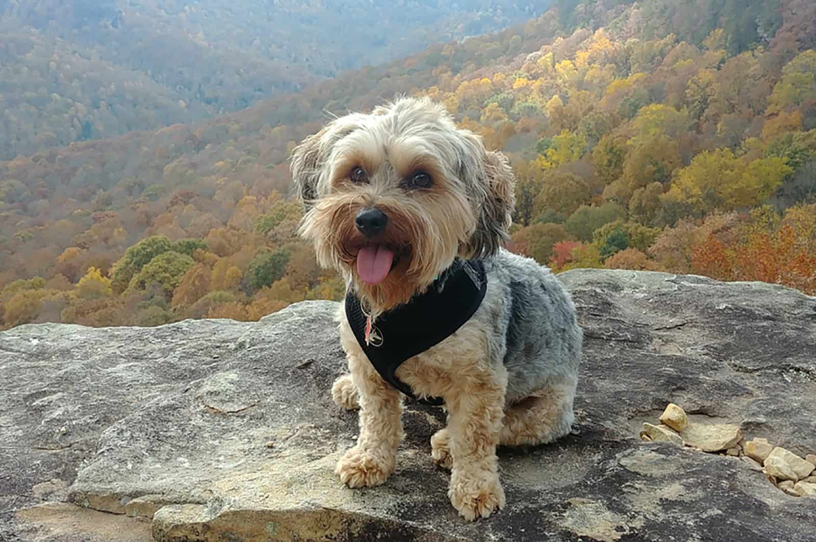 perro yorkiepoo sentado sobre una roca