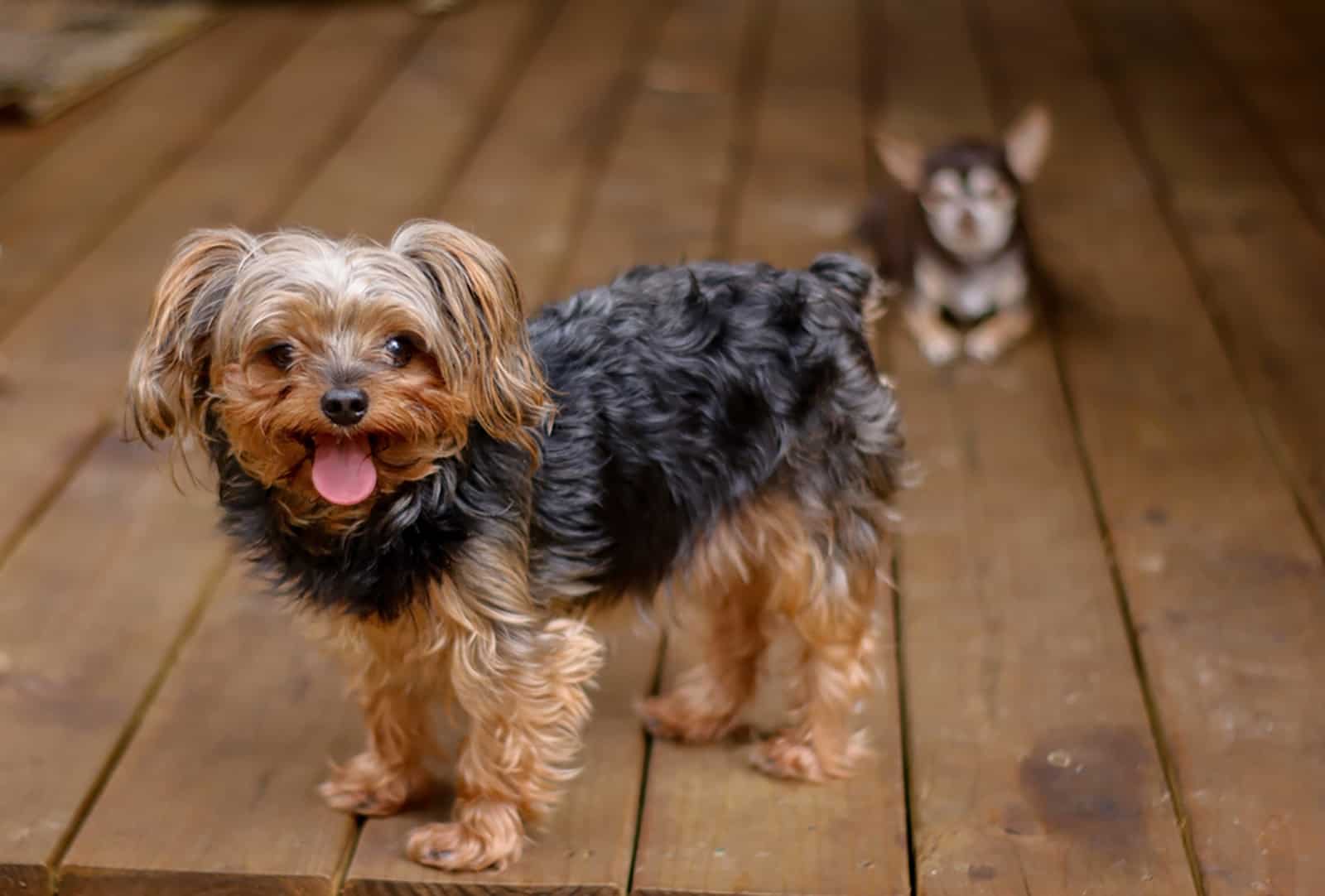 cachorro yorkiepoo en el porche