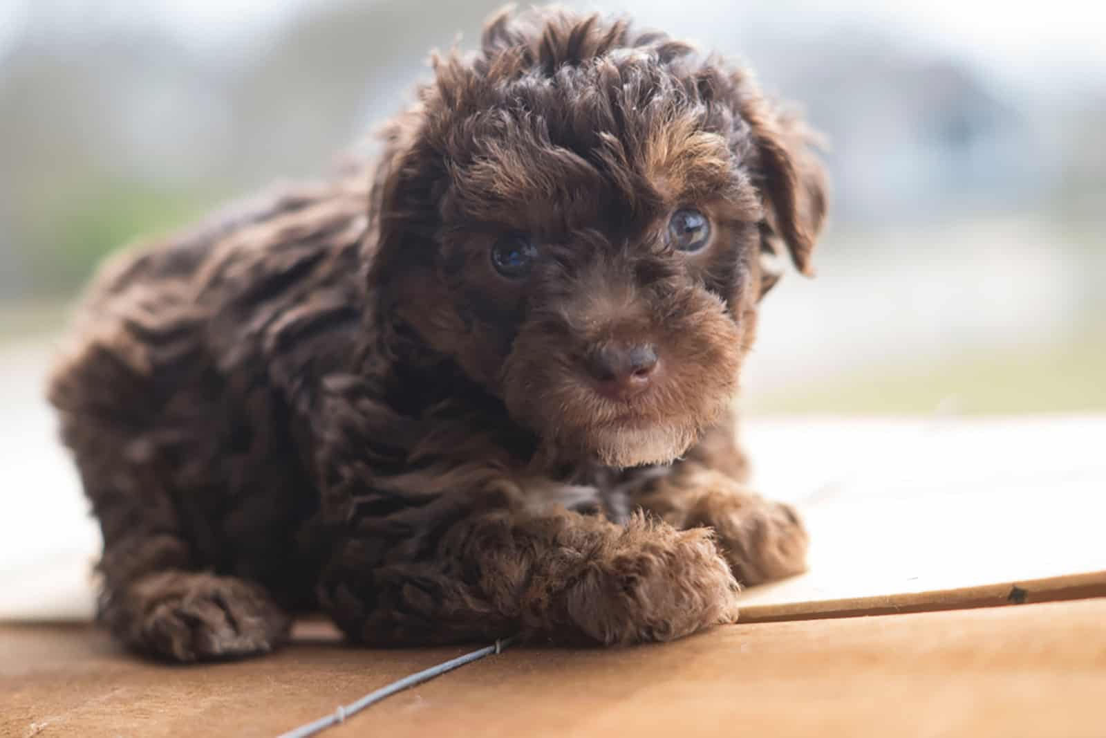 cachorro yorkiepoo sentado en una caja de madera