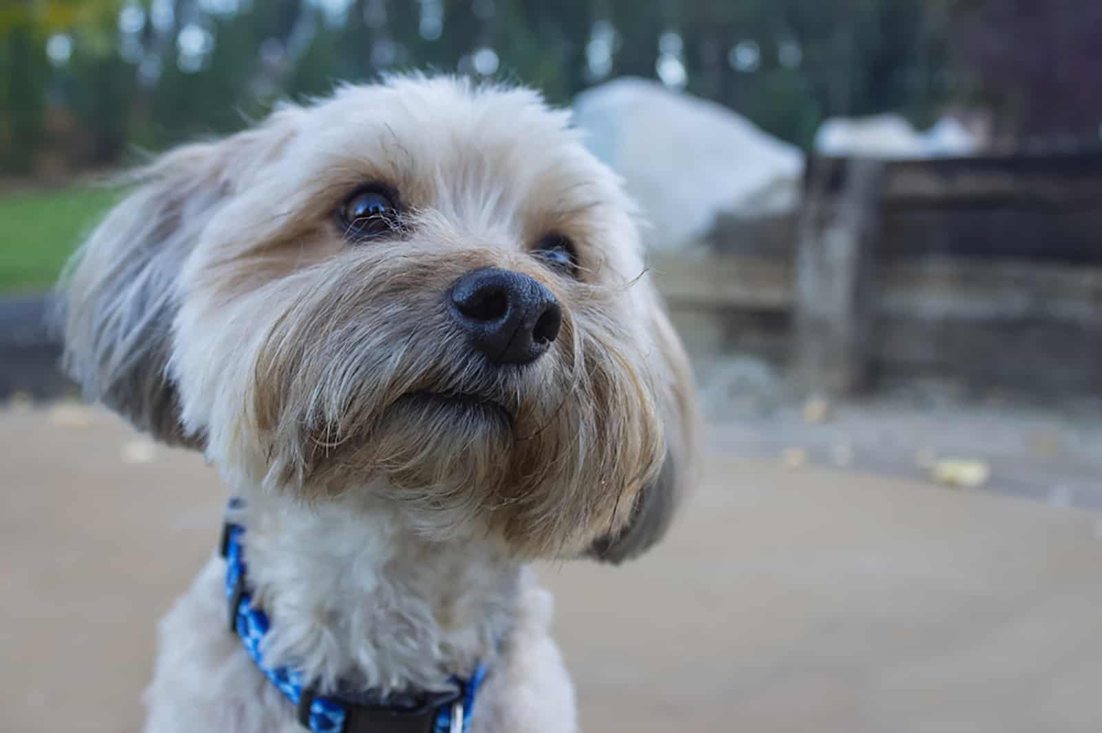 yorkiepoo con mirada curiosa en el parque