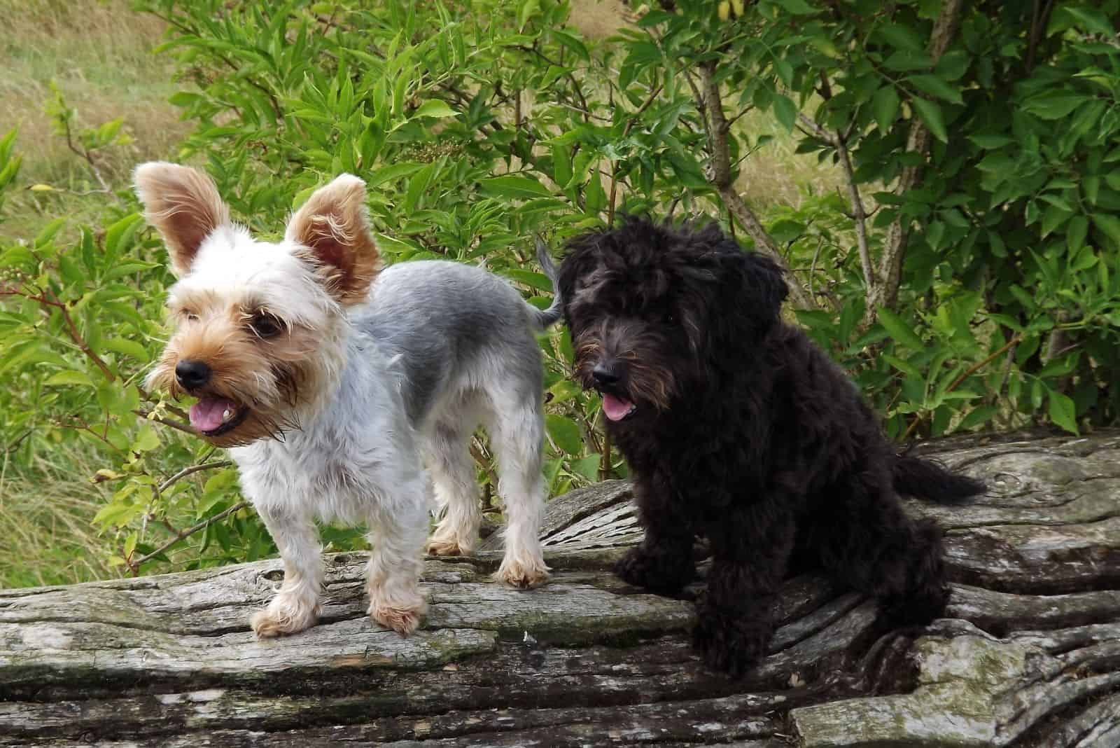 yorkshire terrier y yorkie poo de pie al aire libre