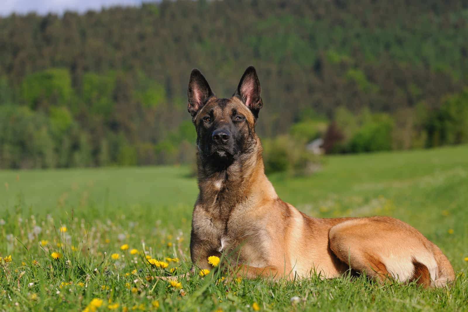 Joven perro Malinois tumbado en el césped