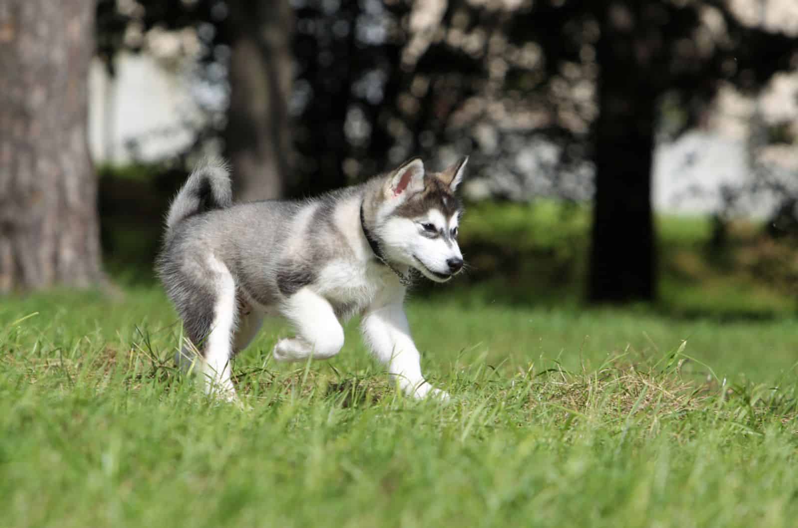 joven alaskan malamute corriendo en el parque