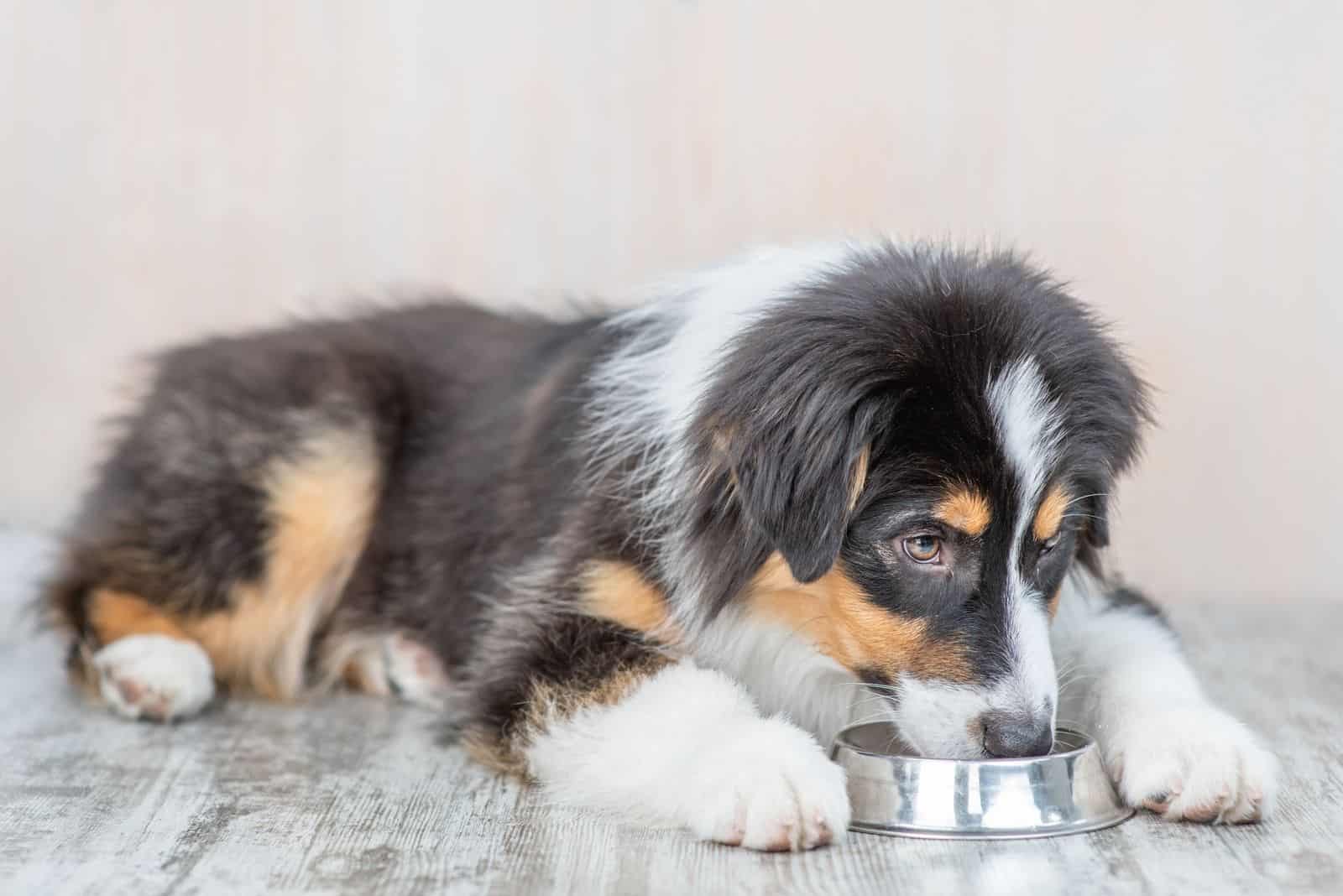 joven cachorro pastor australiano comiendo de un cuenco para perros