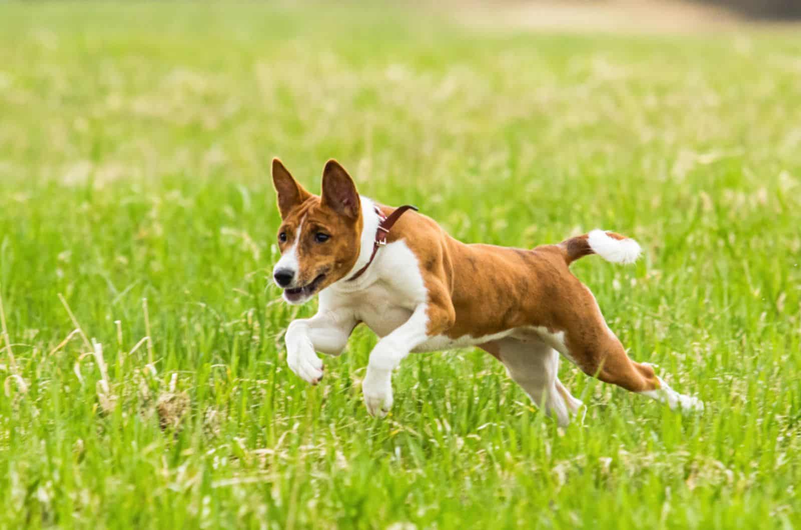 perro joven basenji corriendo en el campo