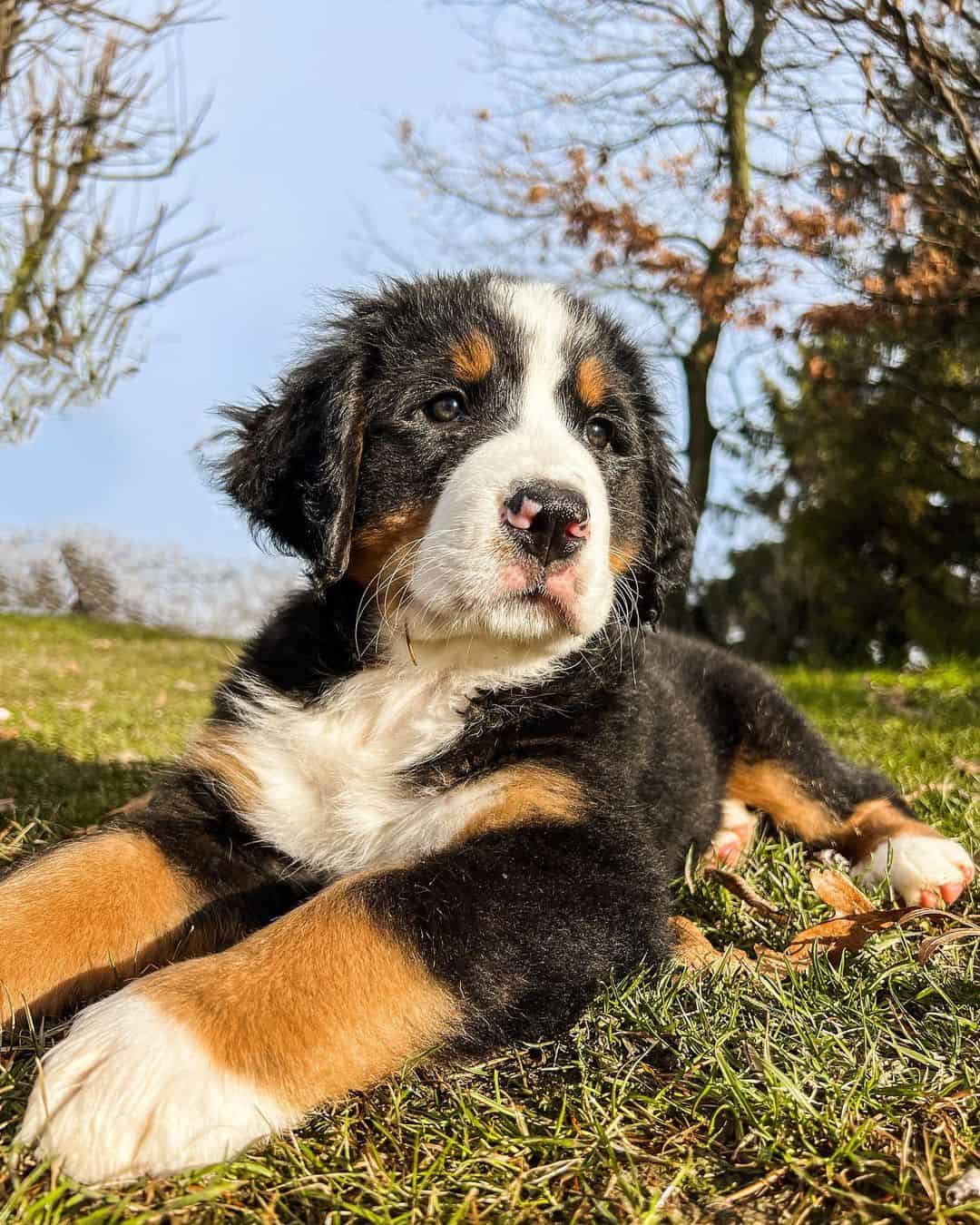 Joven perro de montaña de Berna