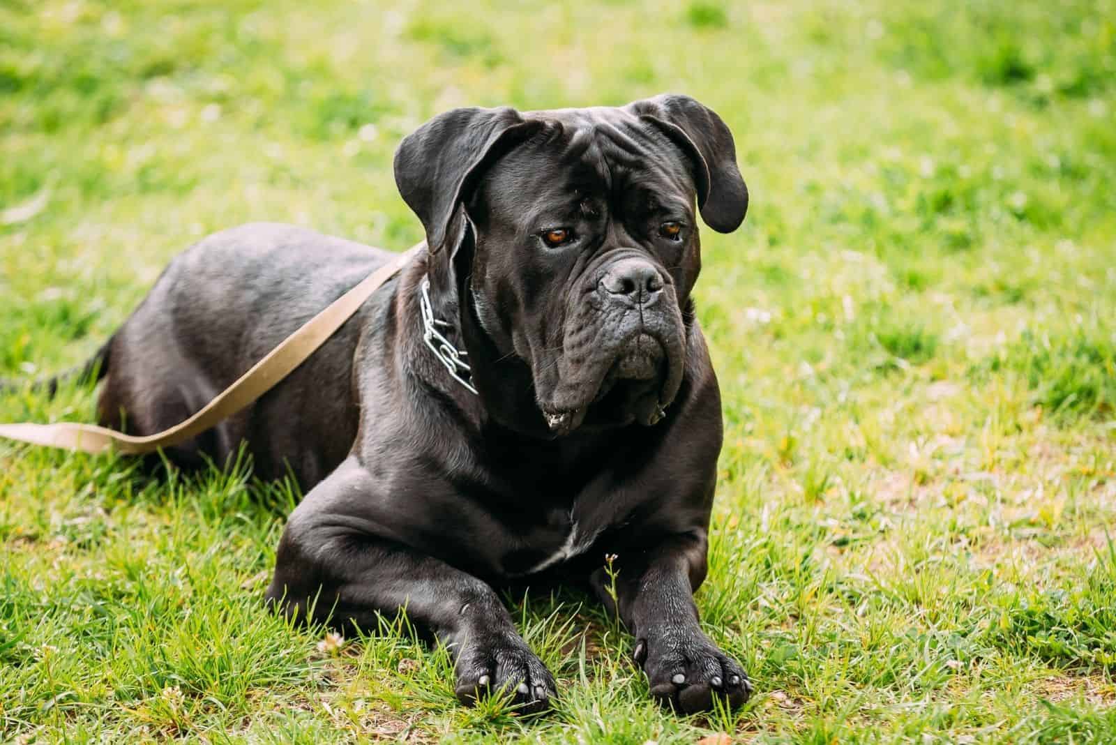 joven cane corso negro sentado en el césped verde con correa en el cuello