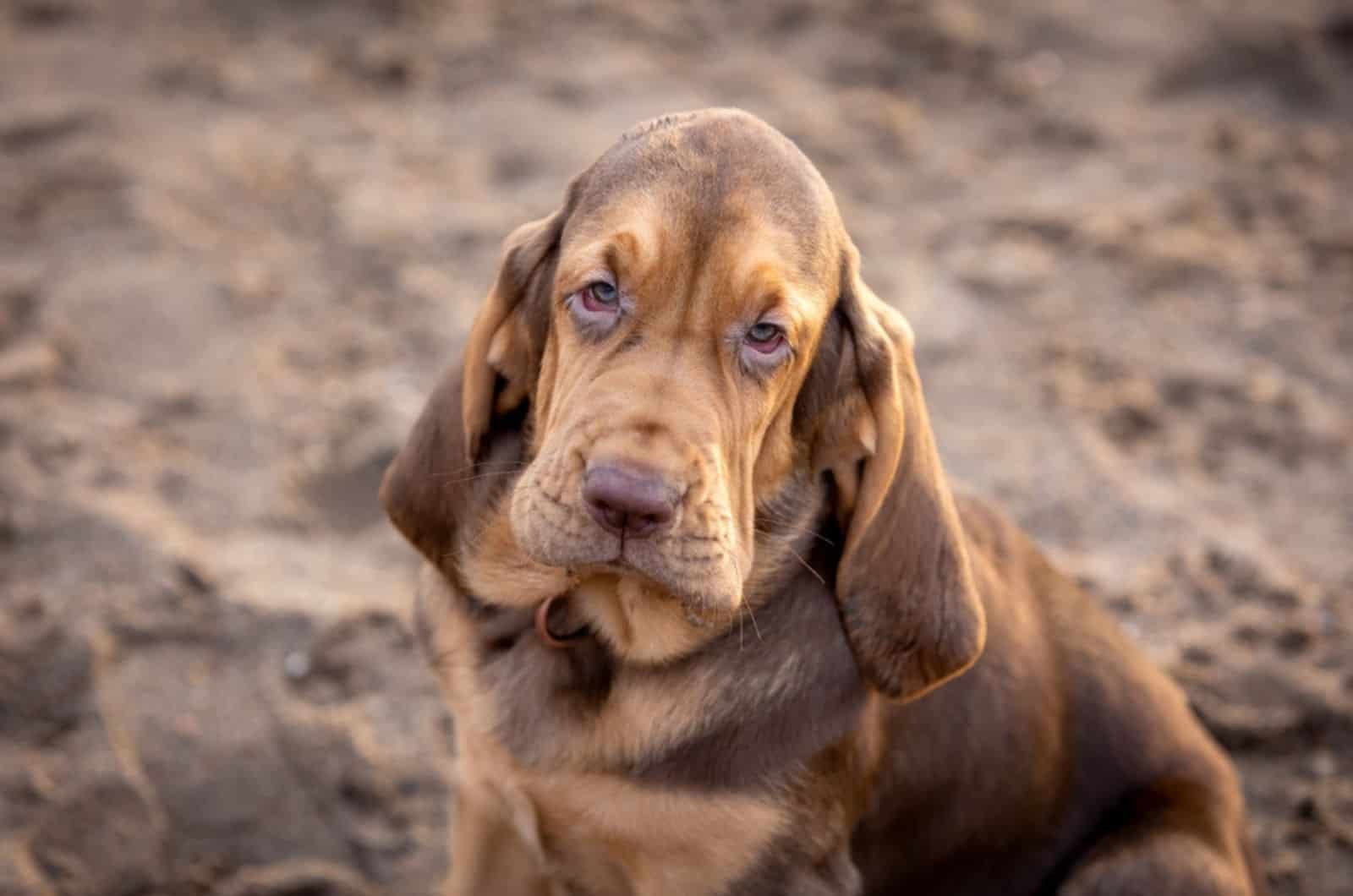 perro joven bloodhound en la playa