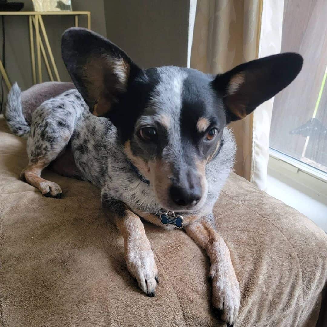 mezcla joven de blue heeler y jack russel
