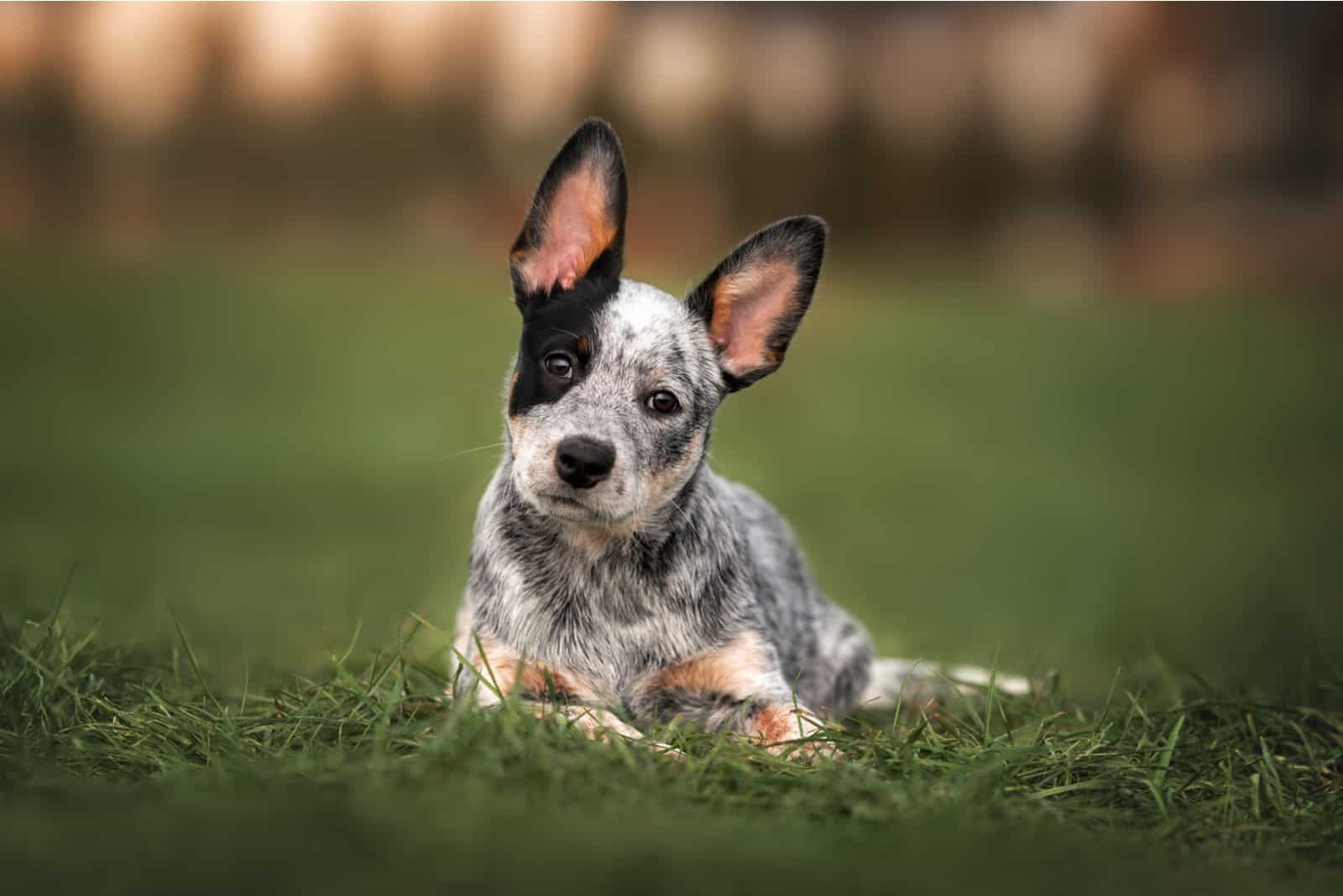 Cachorro Blue Heeler joven