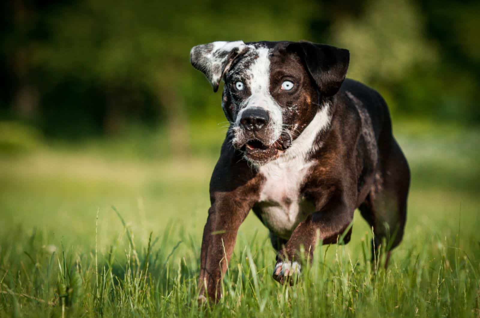 perro joven catahoula leopard corriendo en un prado
