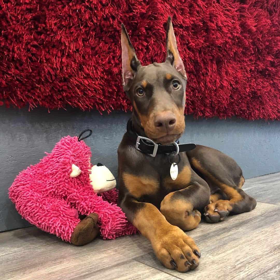 joven doberman junto a un juguete
