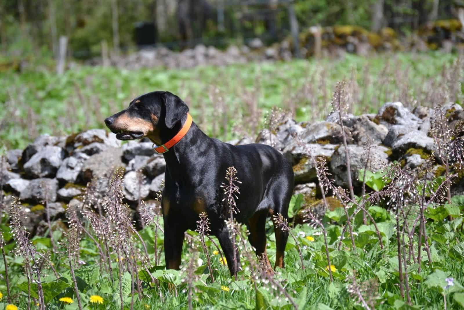 doberman de raza joven en la naturaleza de pie